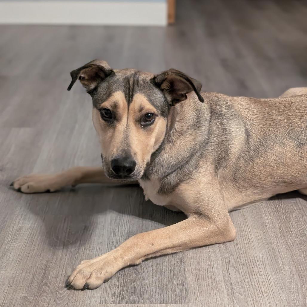 Enlarge Wheeler, a Adoptable Mixed Breed in Escondido, CA image 5/5