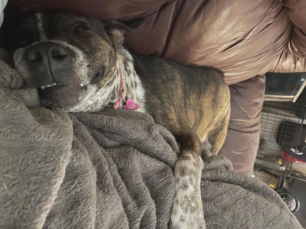 Pebbles, Adoptable, Adult Female Pit Bull Terrier.