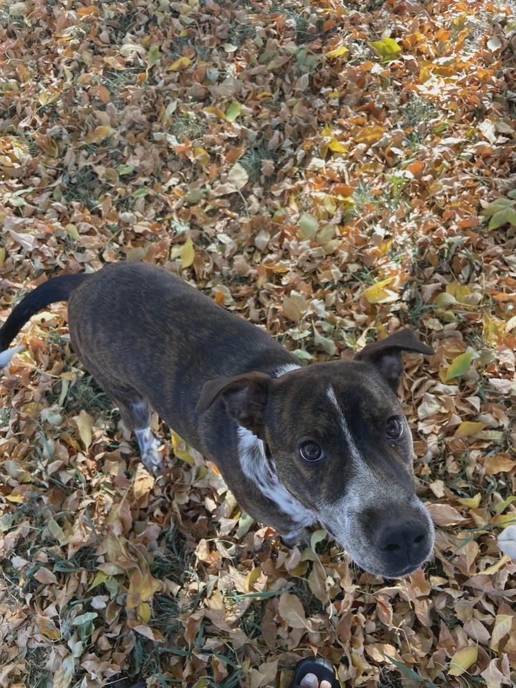 Enlarge Pebbles, a Adoptable mixed breed in Colorado Springs, CO image 2/5