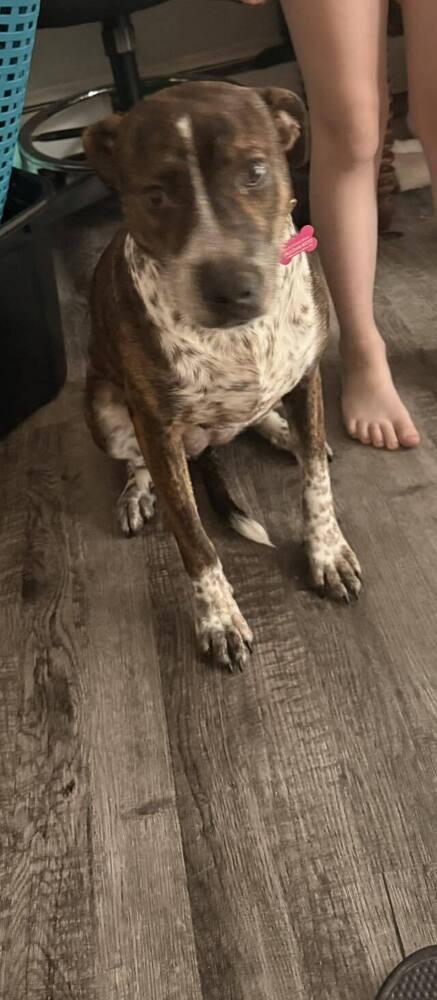 Enlarge Pebbles, a Adoptable mixed breed in Colorado Springs, CO image 3/5