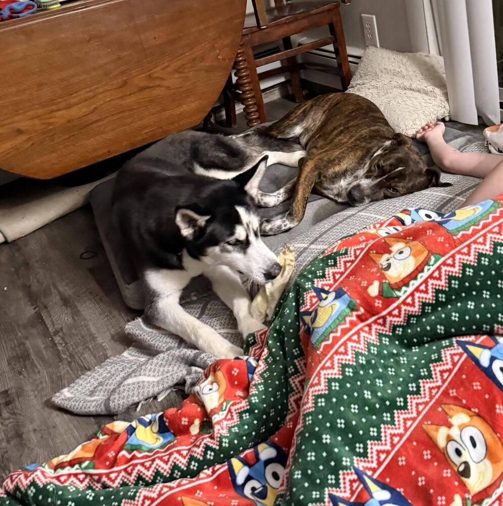 Enlarge Pebbles, a Adoptable mixed breed in Colorado Springs, CO image 4/5