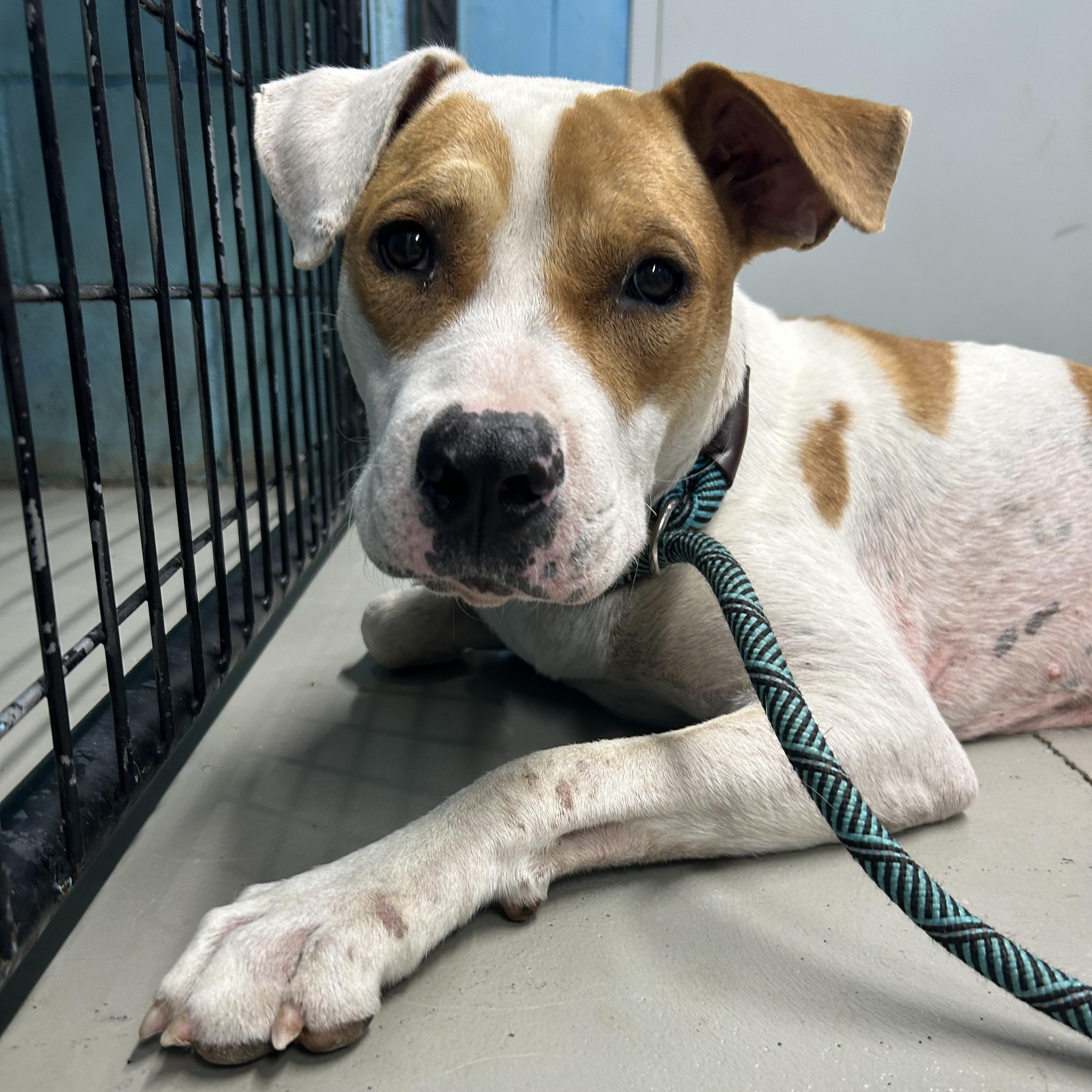 Wishbone, ADOPTABLE, Young Male Hound.