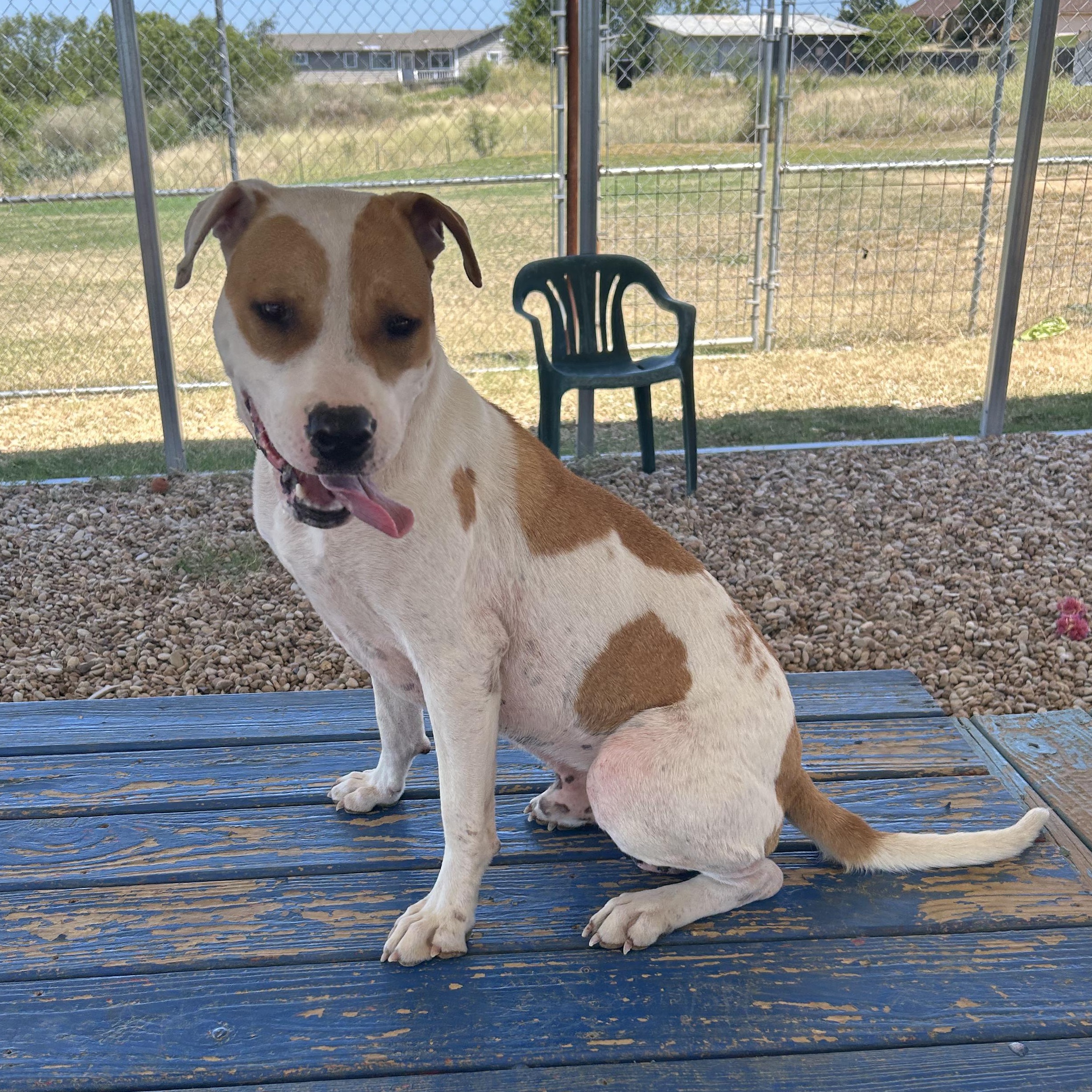 Enlarge Wishbone, a ADOPTABLE mixed breed in Llano, TX image 5/6