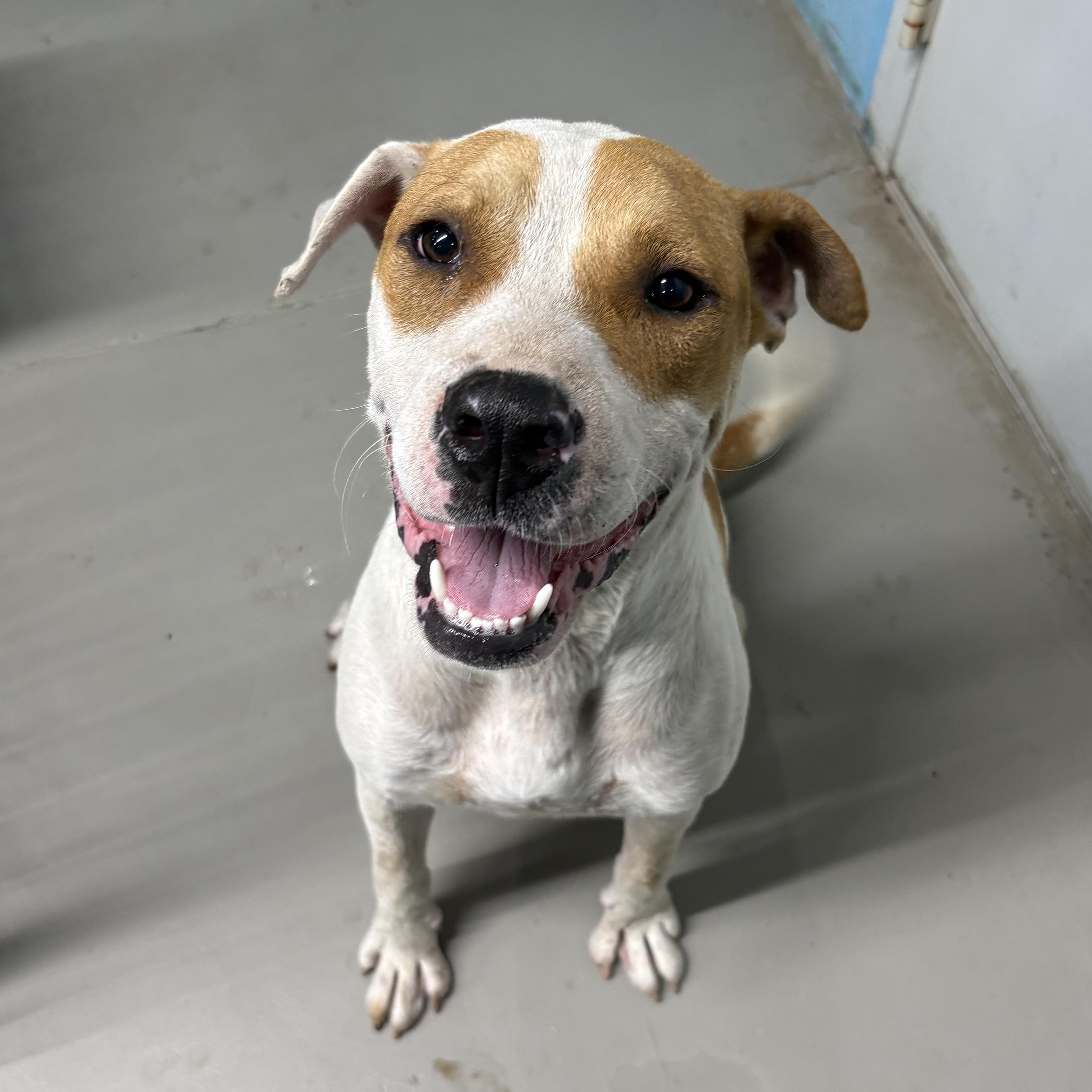 Enlarge Wishbone, a ADOPTABLE mixed breed in Llano, TX image 4/6
