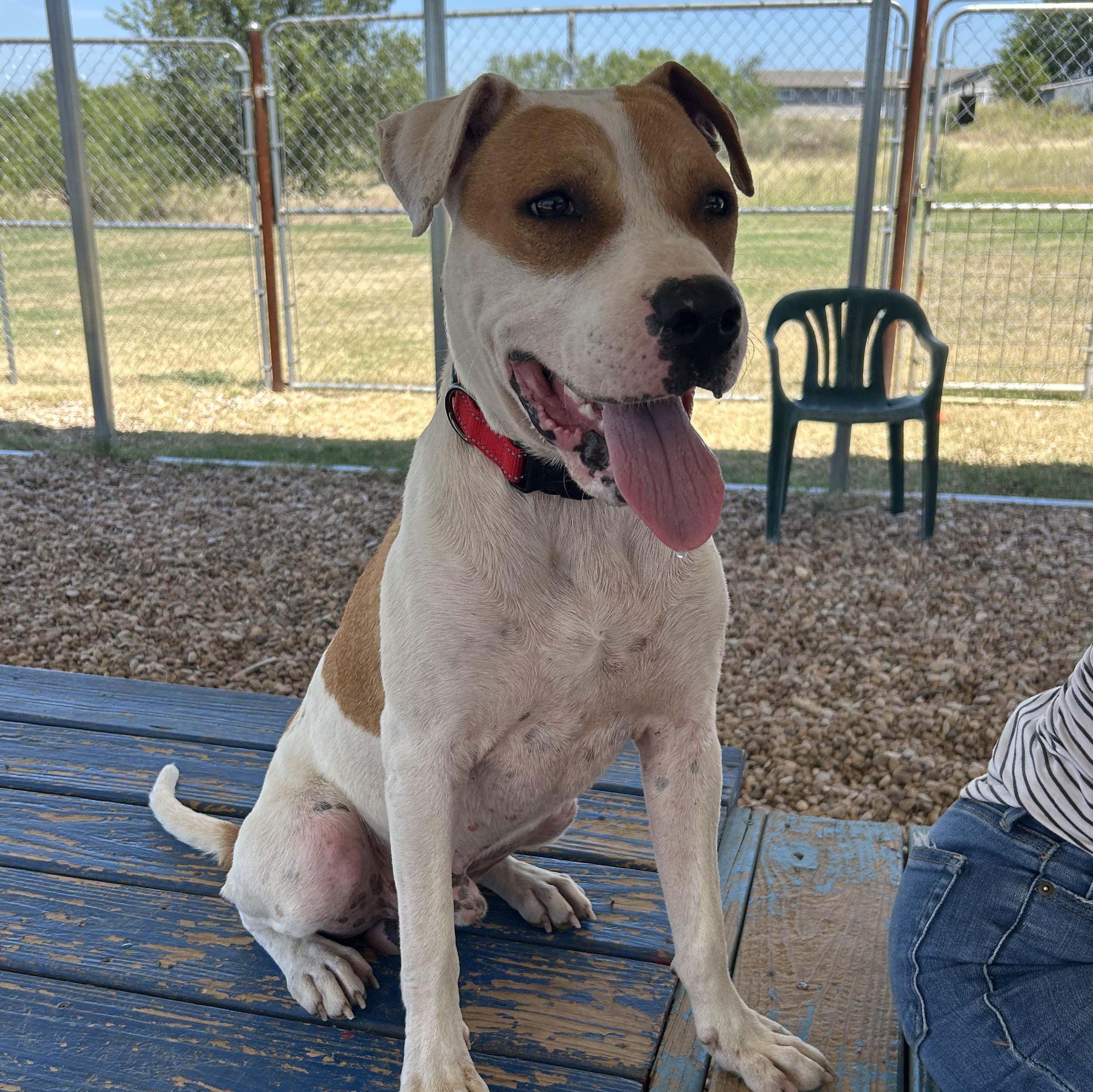 Enlarge Wishbone, a ADOPTABLE mixed breed in Llano, TX image 3/6