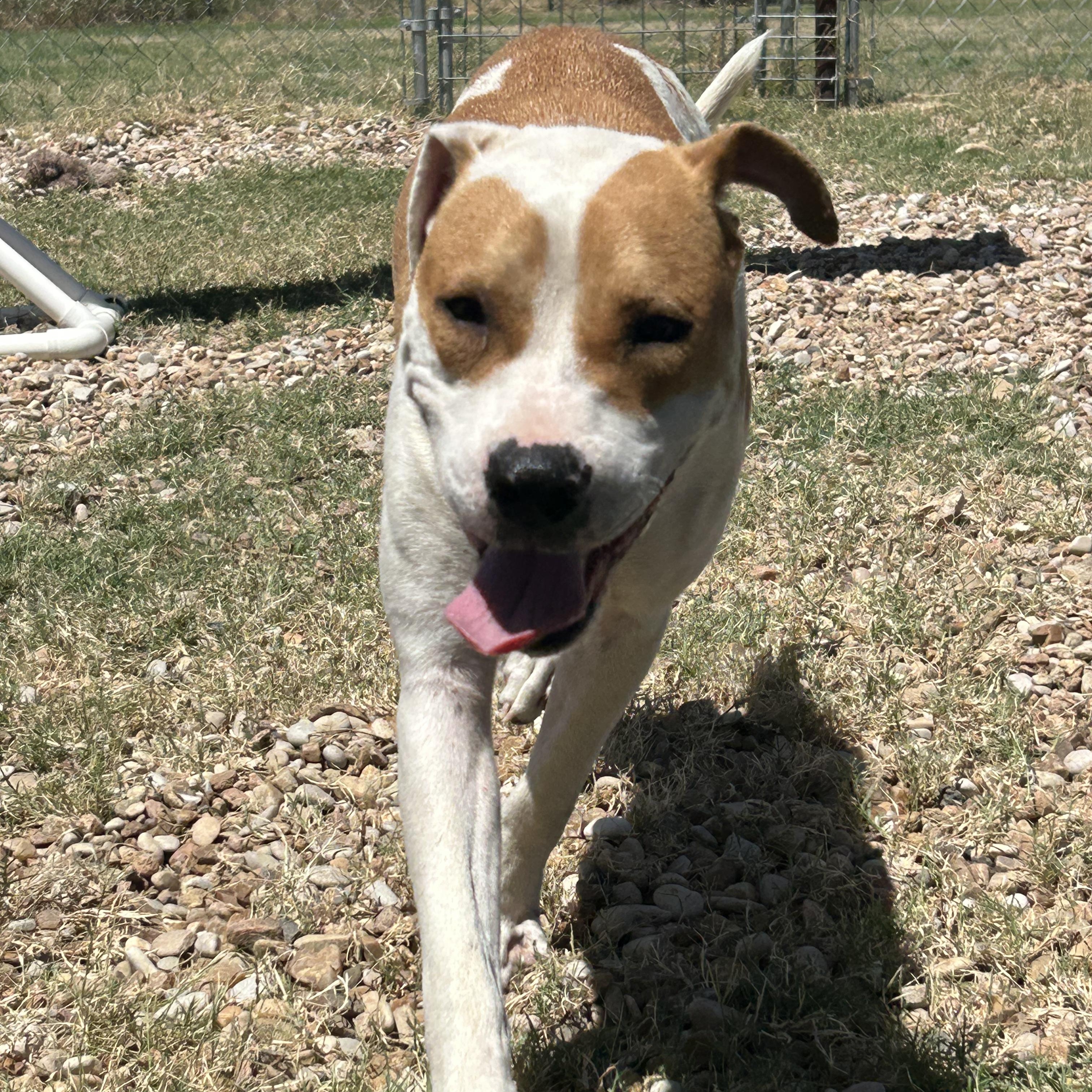 Enlarge Wishbone, a ADOPTABLE mixed breed in Llano, TX image 6/6