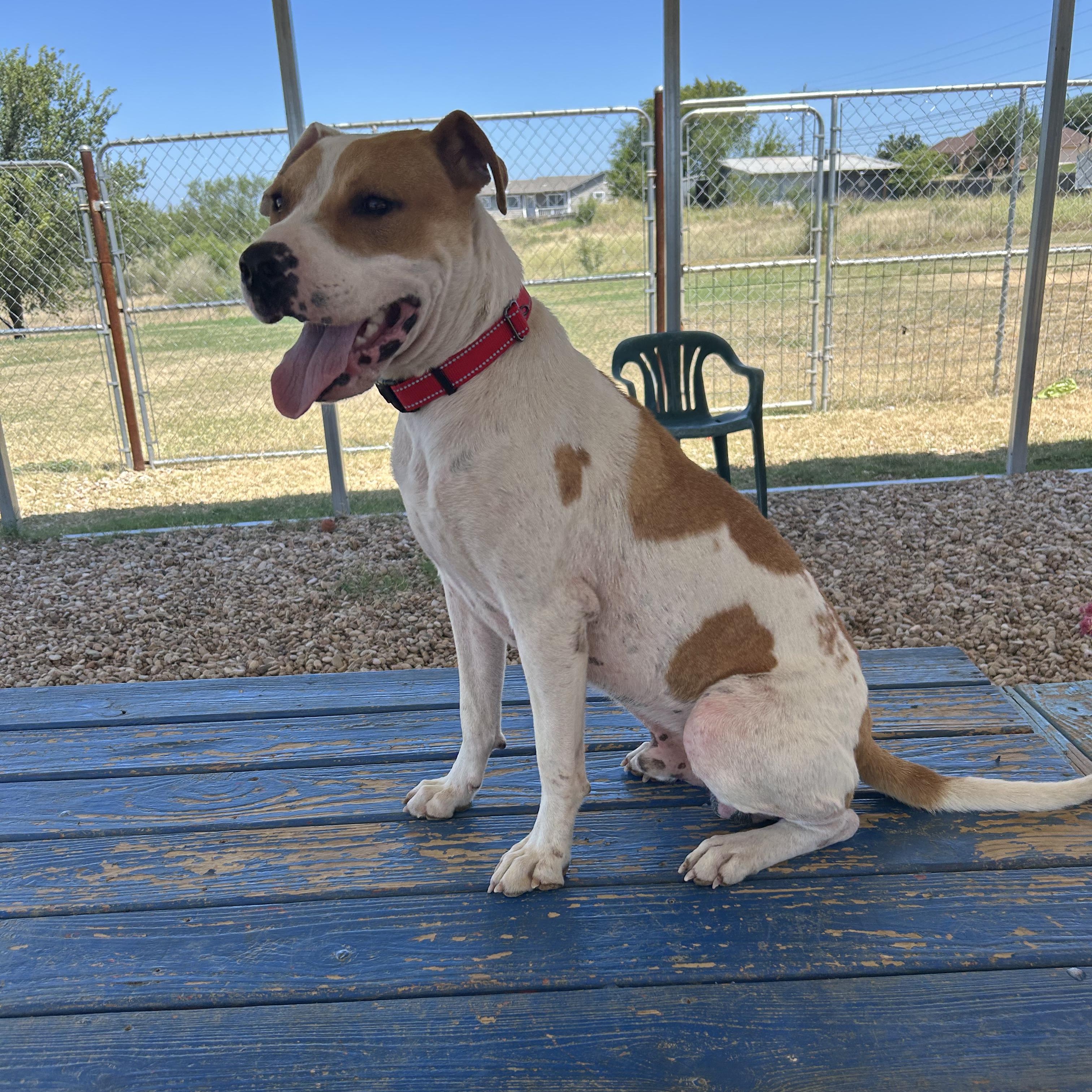 Enlarge Wishbone, a ADOPTABLE mixed breed in Llano, TX image 2/6