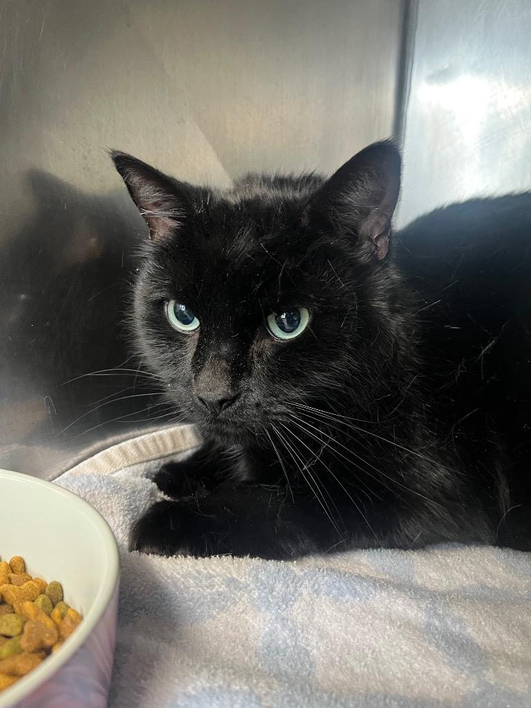 Batman, Adoptable, Adult Male Domestic Short Hair.