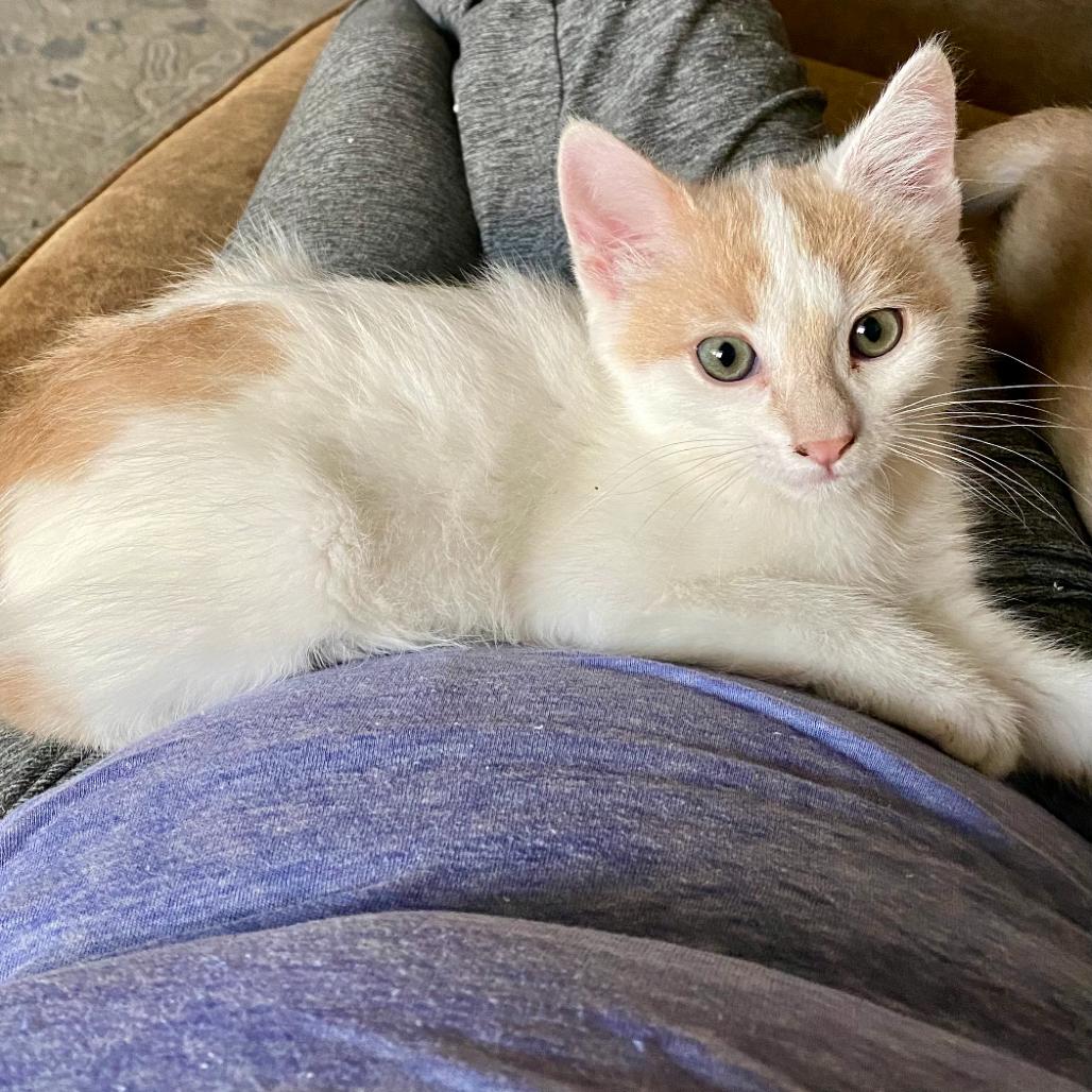 Precious, Adoptable, Kitten Male Domestic Short Hair.