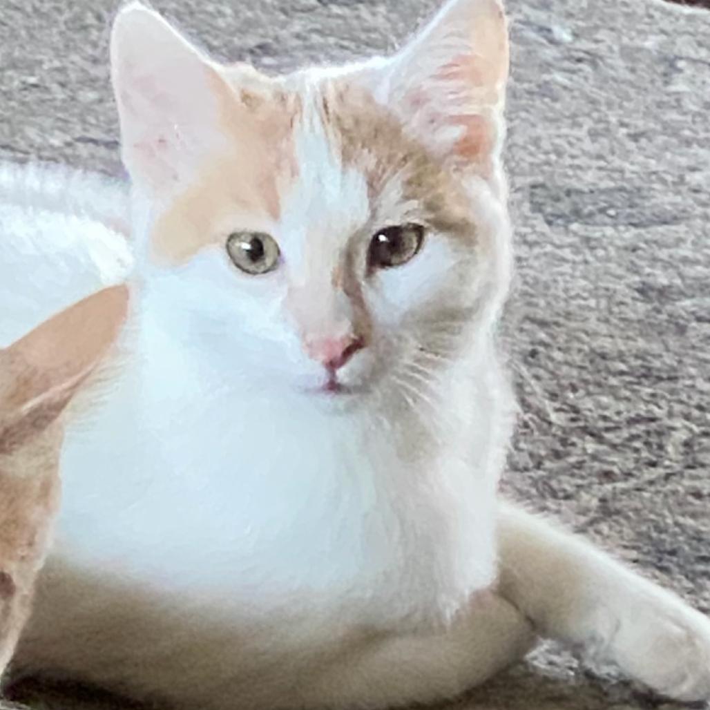 Enlarge Precious, a Adoptable Domestic Short Hair in Ashland, OR image 2/3