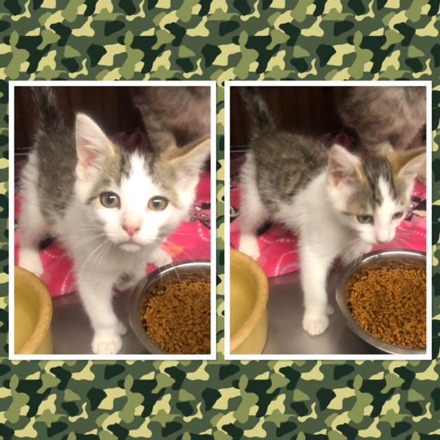 Enlarge BEANS, a ADOPTABLE Domestic Short Hair in Buckhannon, WV image 1/1