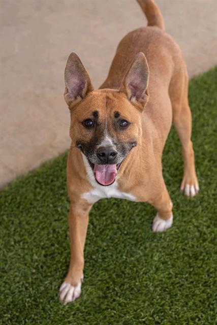 SMALLS, Adoptable, Adult Female Basenji & Australian Cattle Dog / Blue Heeler.