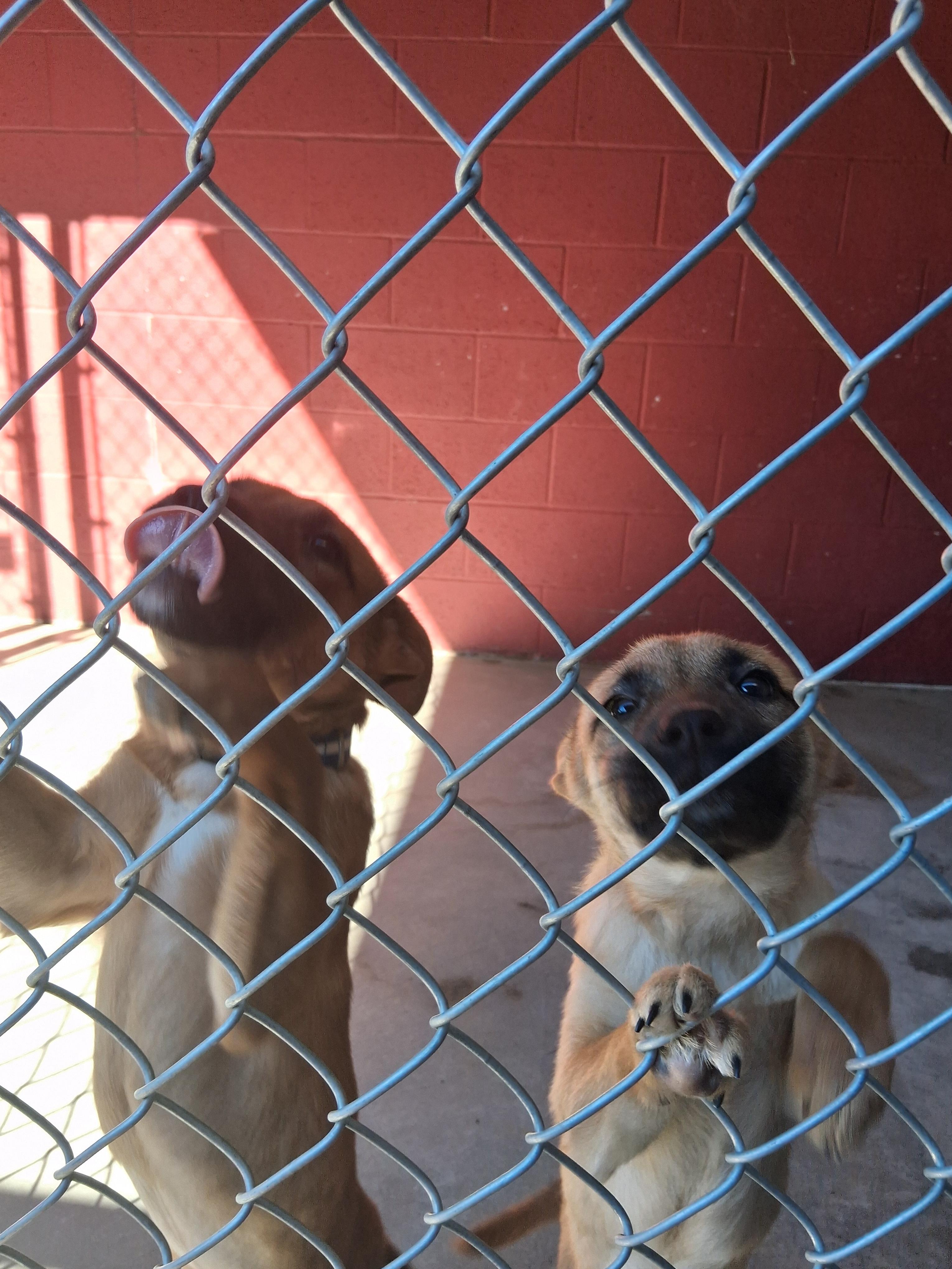 Ariel, Adopted, Young Female Belgian Shepherd / Malinois.