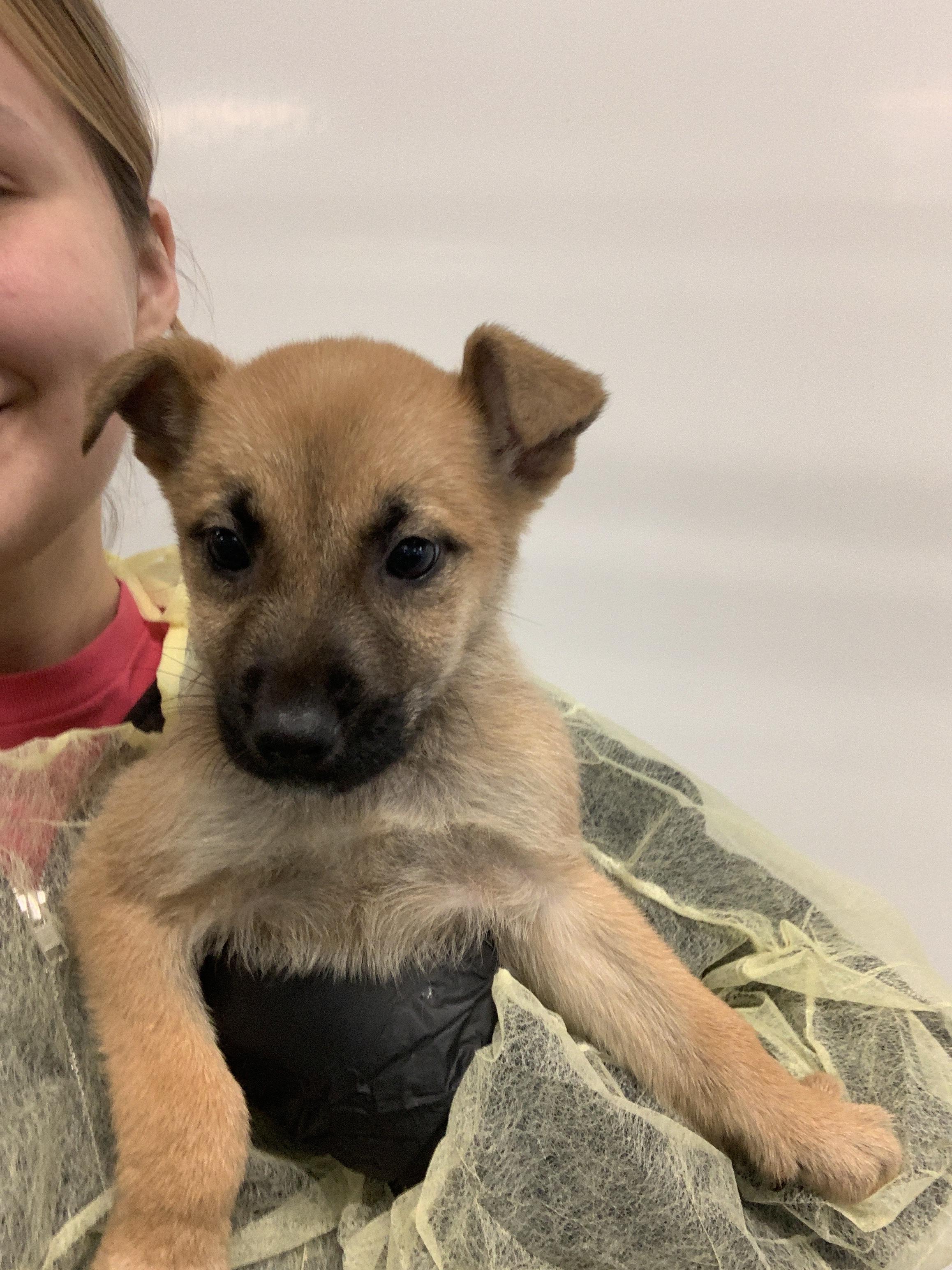 Ariel, a Adopted mixed breed in Chico, CA image 2/2