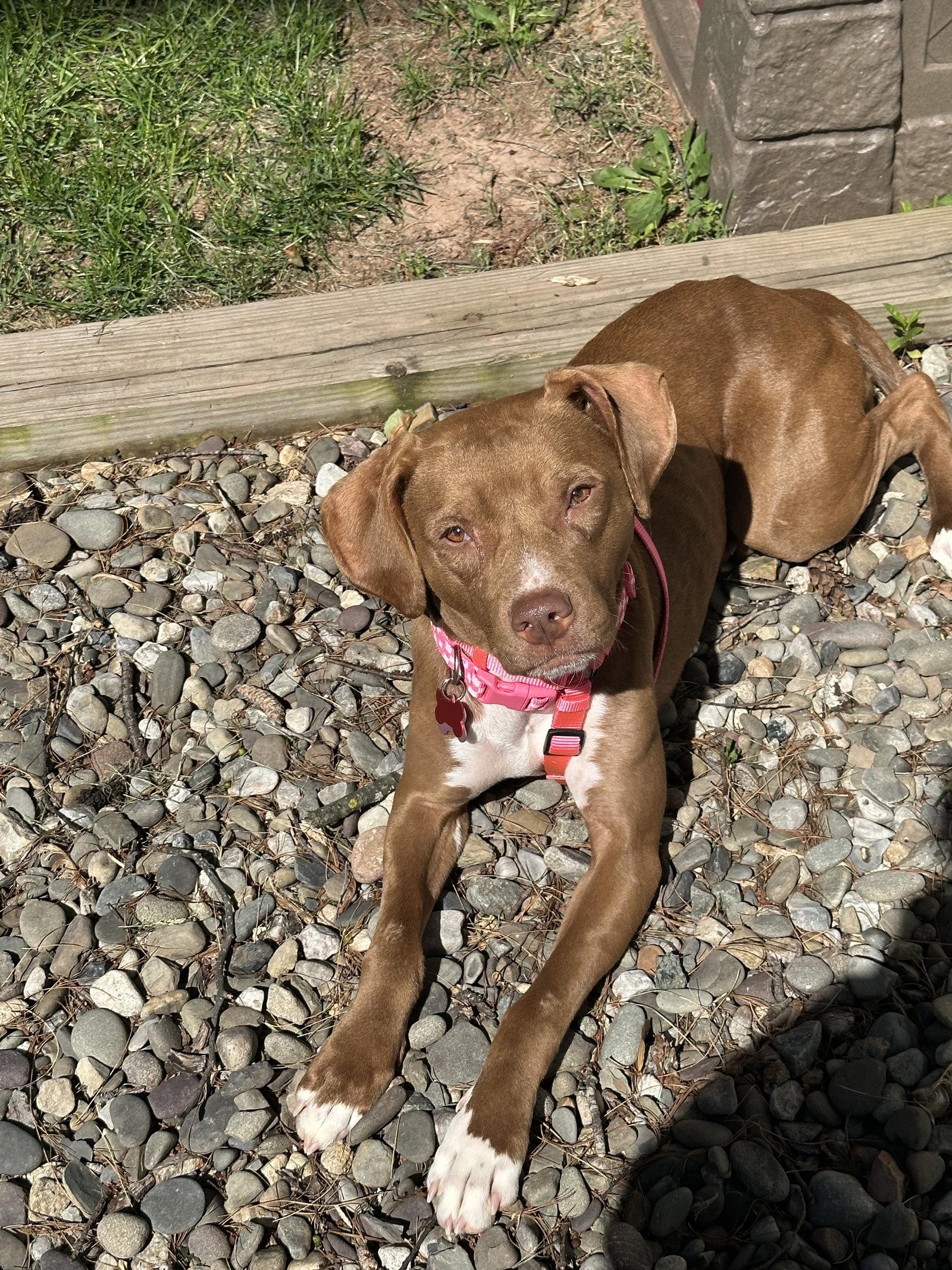 Pebbles, Adoptable, Adult Female Hound.