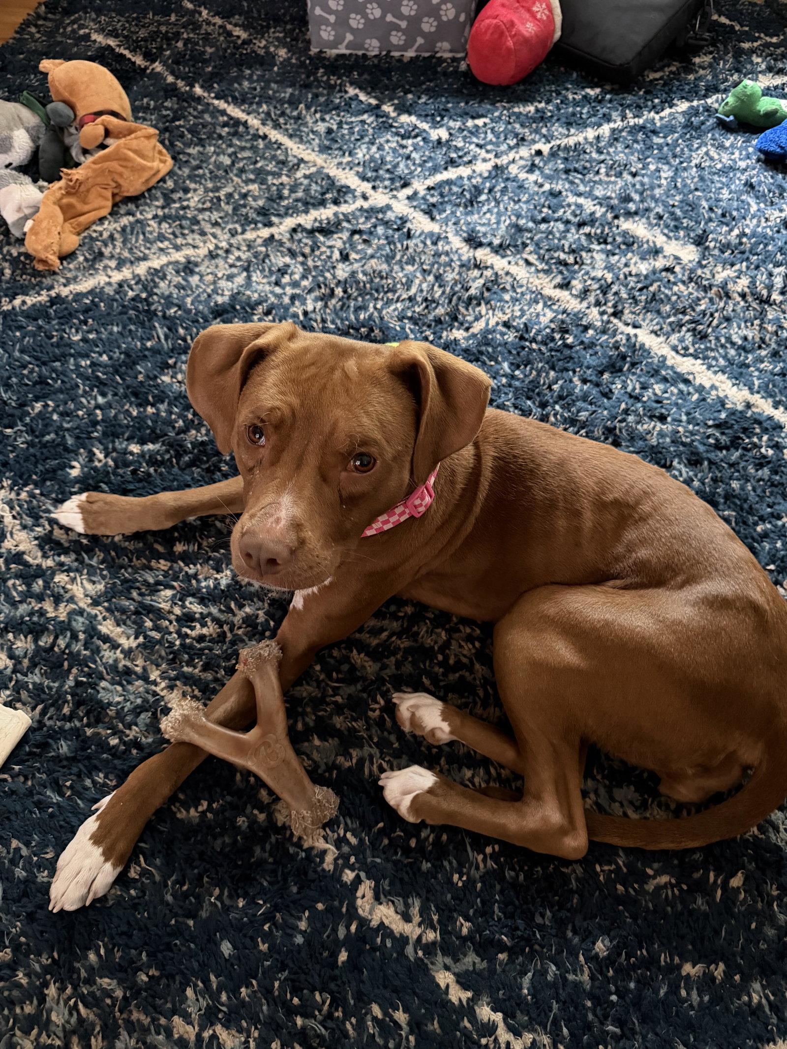 Enlarge Pebbles, a Adoptable Hound in Herndon, VA image 2/3