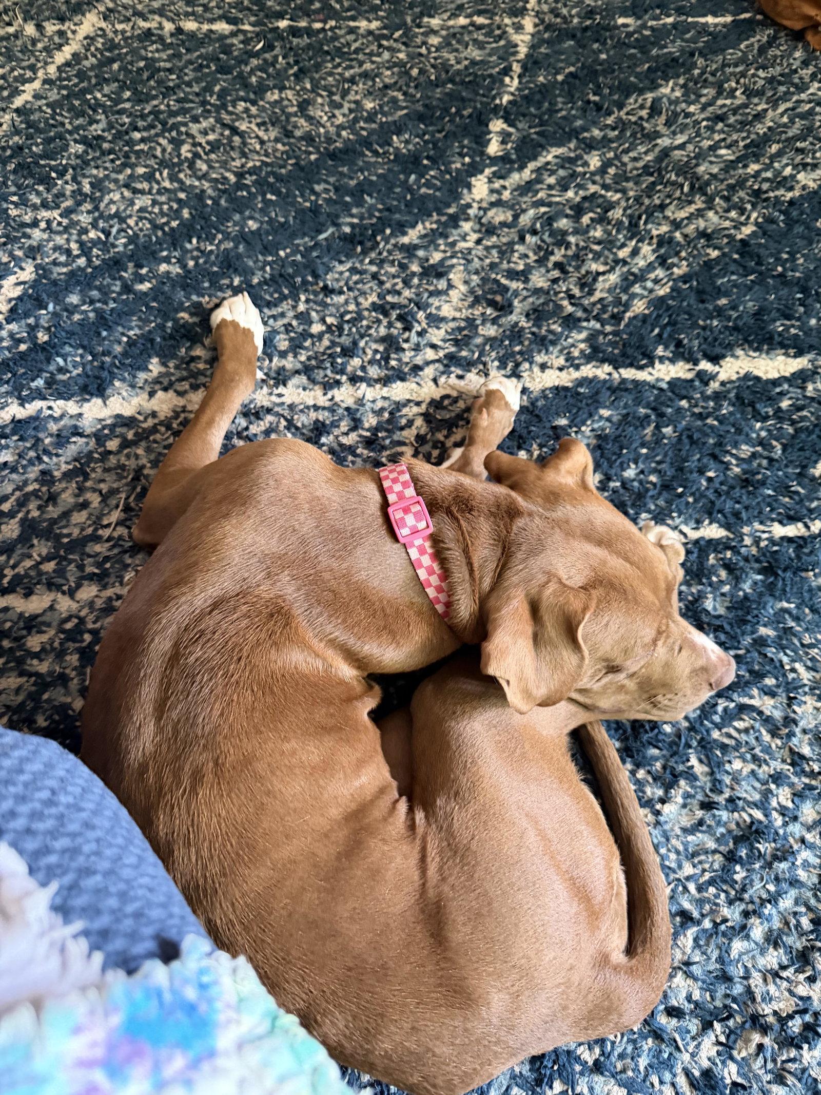 Enlarge Pebbles, a Adoptable Hound in Herndon, VA image 3/3