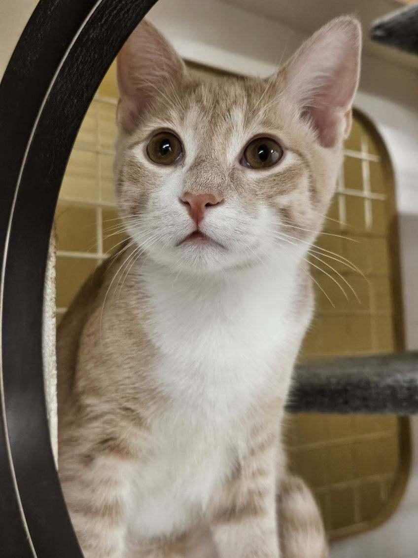 Cheeto, ADOPTABLE, Young Male Domestic Short Hair.