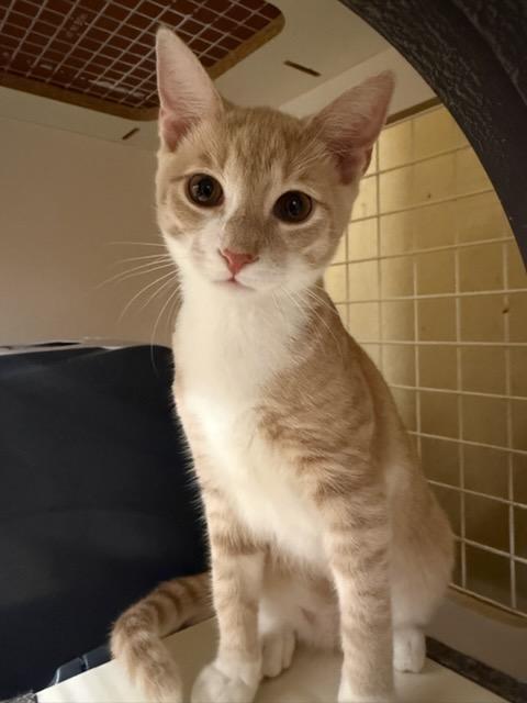 Enlarge Cheeto, a ADOPTABLE Domestic Short Hair in Grand Prairie, TX image 2/3