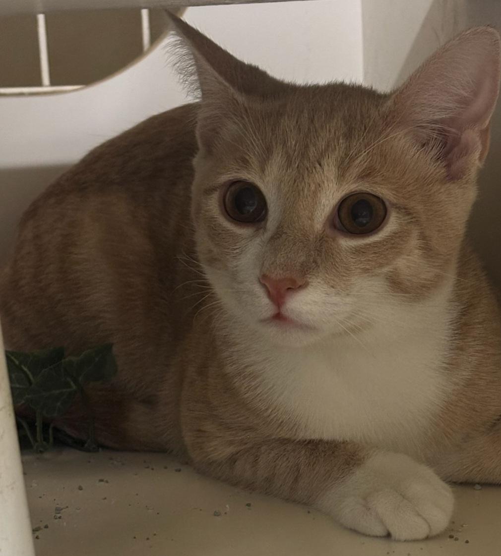 Enlarge Cheeto, a ADOPTABLE Domestic Short Hair in Grand Prairie, TX image 3/3