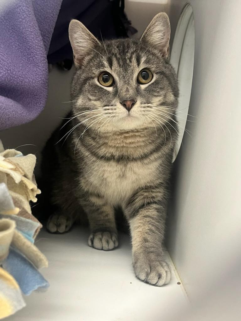 Cheese (ID 49474/4026), Adoptable, Adult Male Domestic Short Hair.
