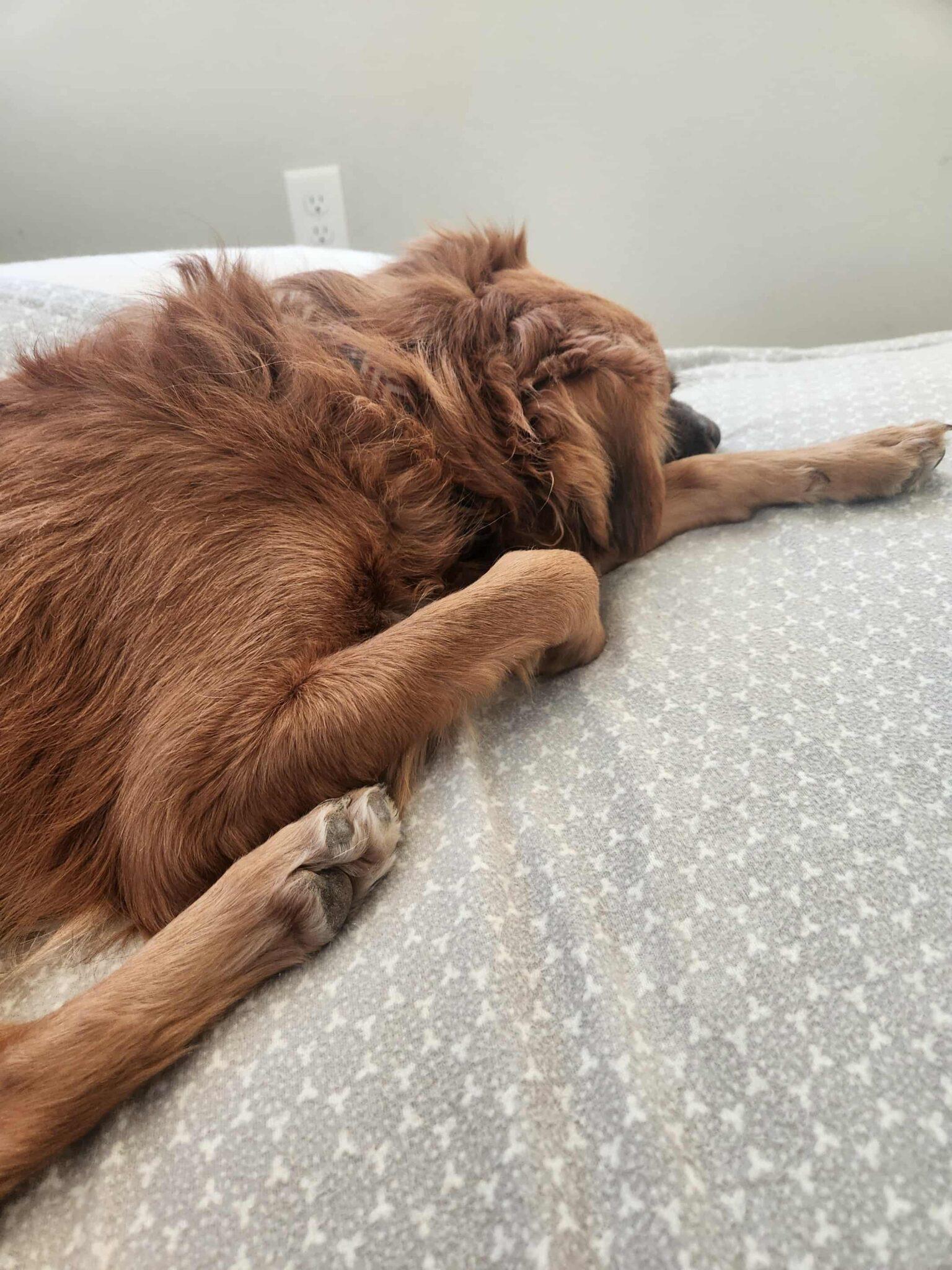 Danny, Adoptable, Puppy Male Australian Shepherd & Chihuahua.