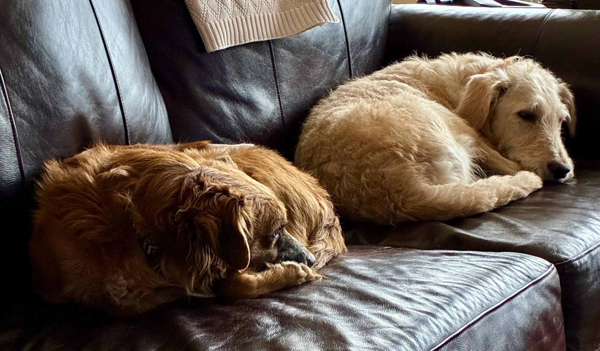 Danny, a Adoptable mixed breed in Mead, CO image 2/4