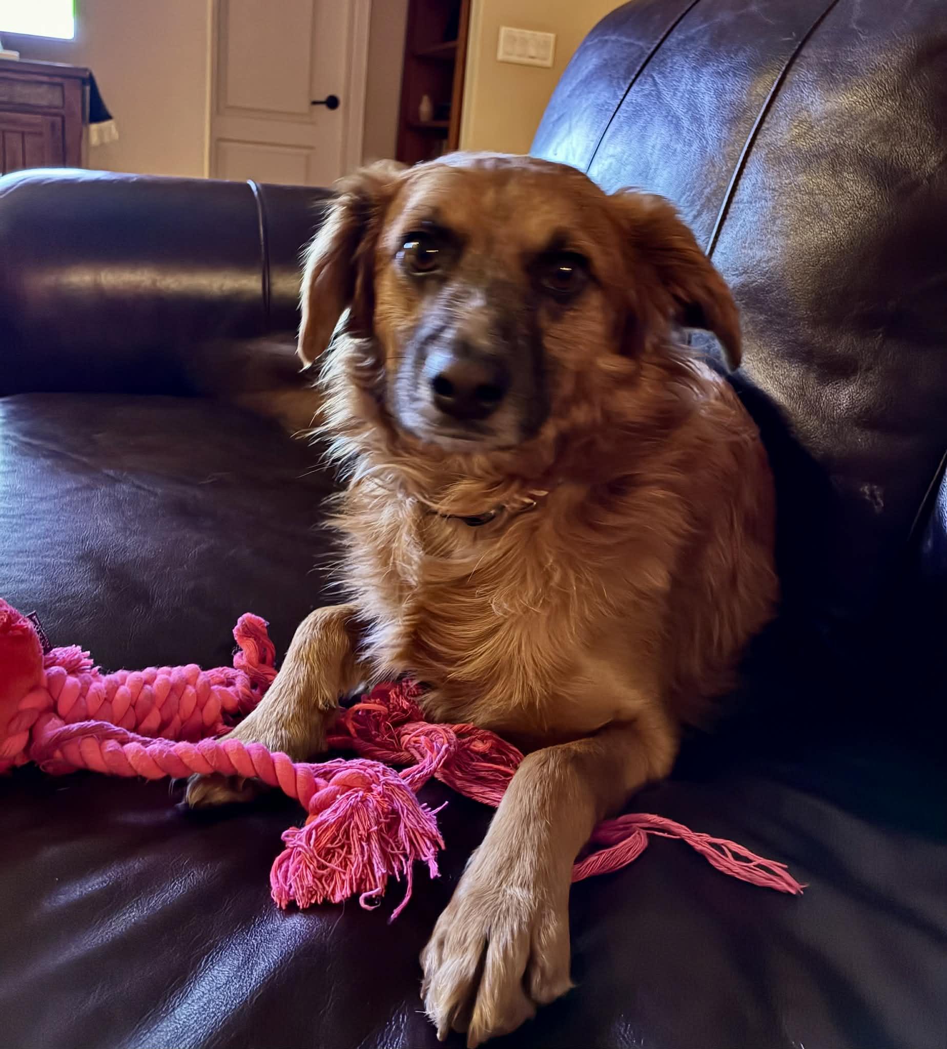 Danny, a Adoptable mixed breed in Mead, CO image 3/4