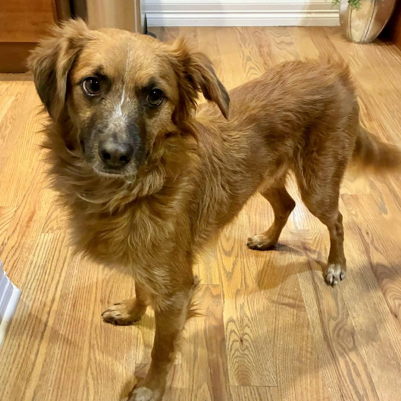 Danny, a Adoptable mixed breed in Mead, CO image 4/4