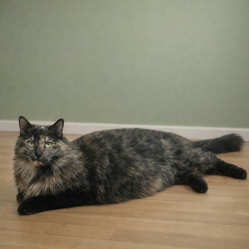 Enlarge Charlotte — Steady, Affectionate, and Ready to Choose You, a Adoptable mixed breed in Hillsboro, TX image 4/6