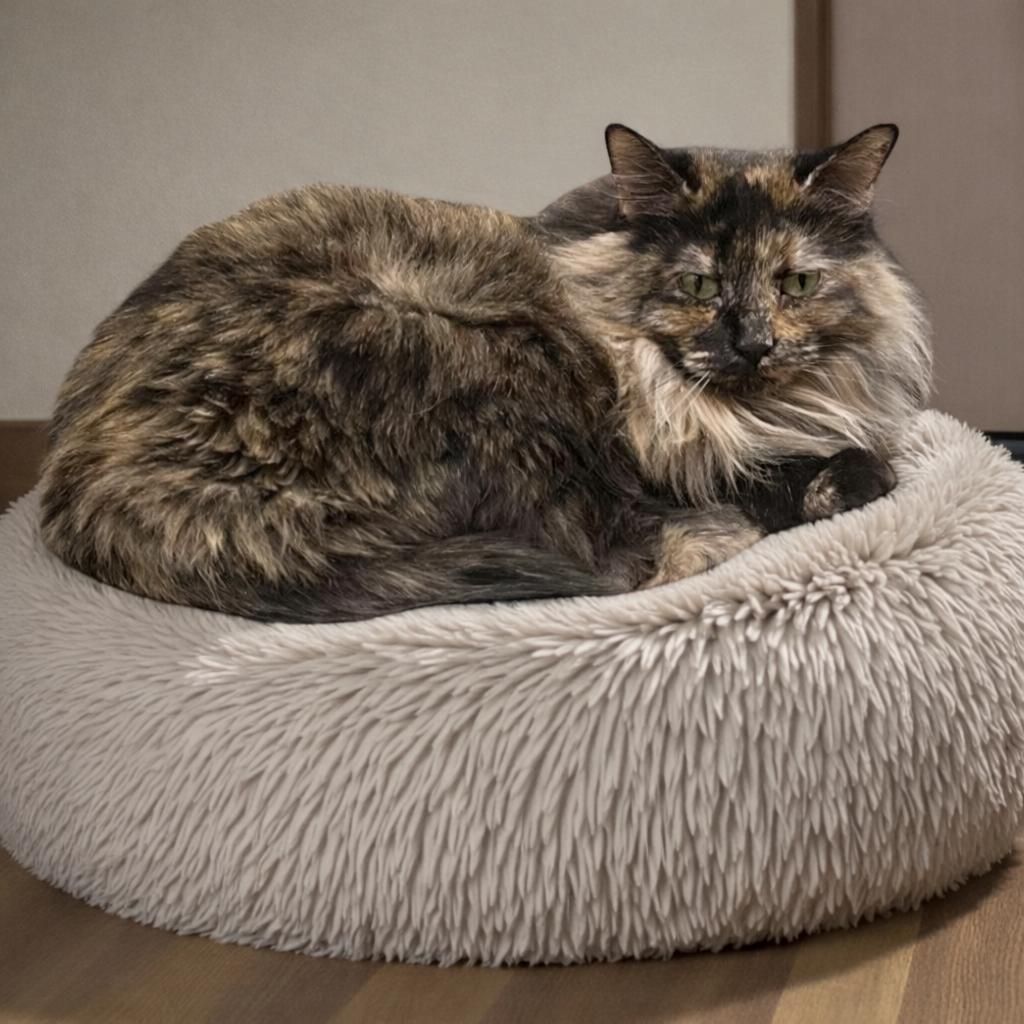 Charlotte — Steady, Affectionate, and Ready to Choose You, Adoptable, Adult Female Tortoiseshell & Domestic Long Hair.