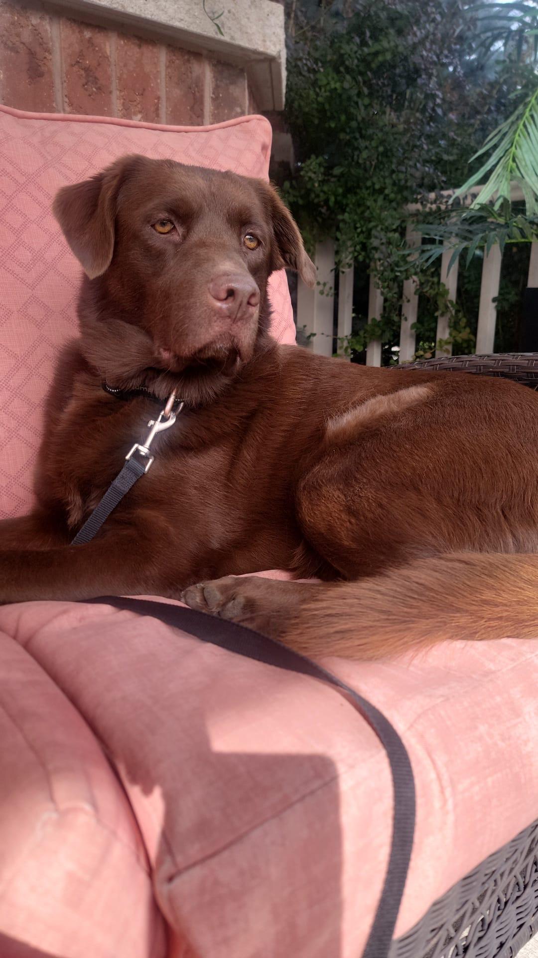 Enlarge Mabel, a Adoptable Labrador Retriever in Oakville, ON image 3/5