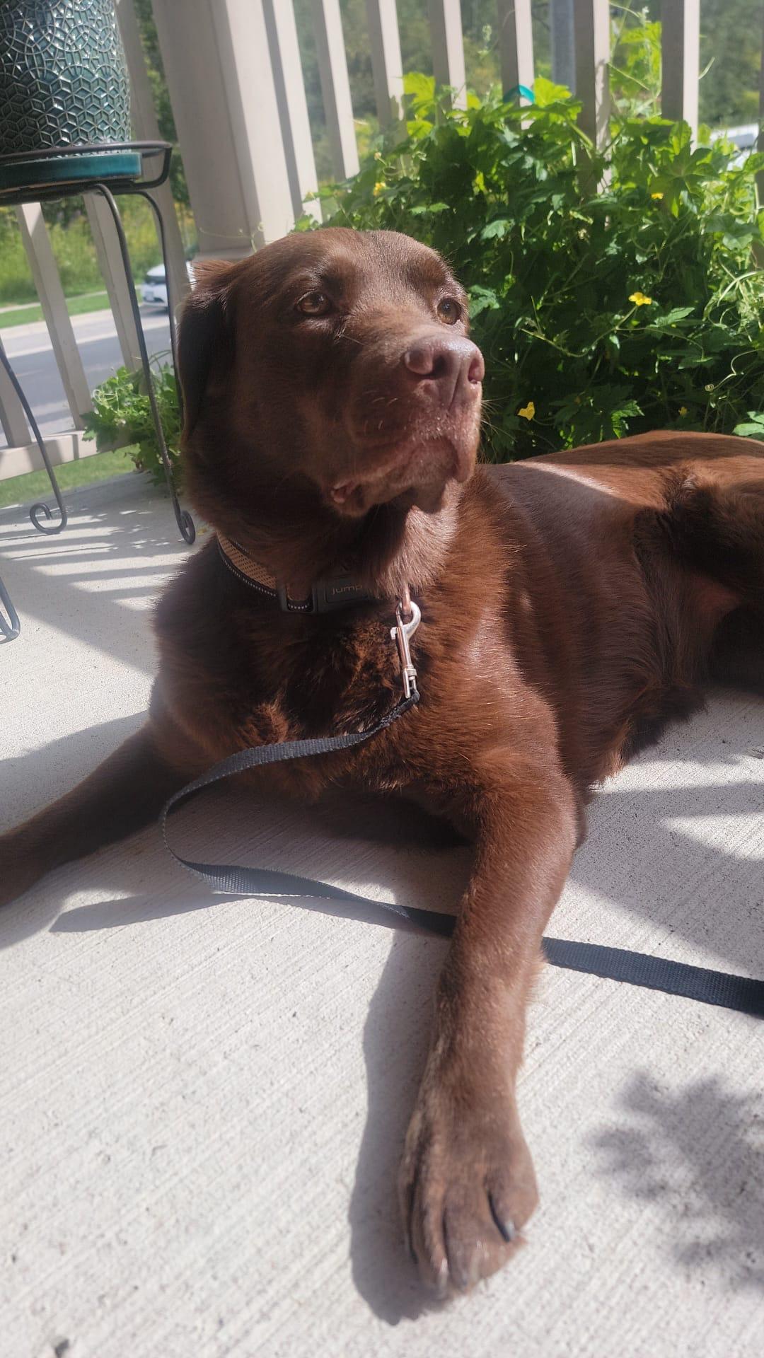 Enlarge Mabel, a Adoptable Labrador Retriever in Oakville, ON image 4/5
