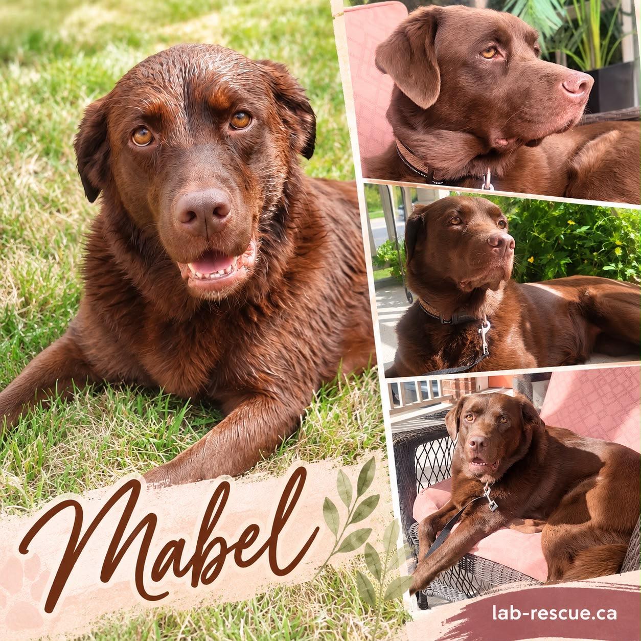 Mabel, Adoptable, Young Female Labrador Retriever.
