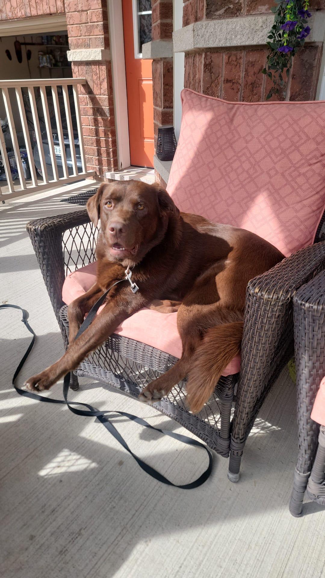 Enlarge Mabel, a Adoptable Labrador Retriever in Oakville, ON image 5/5