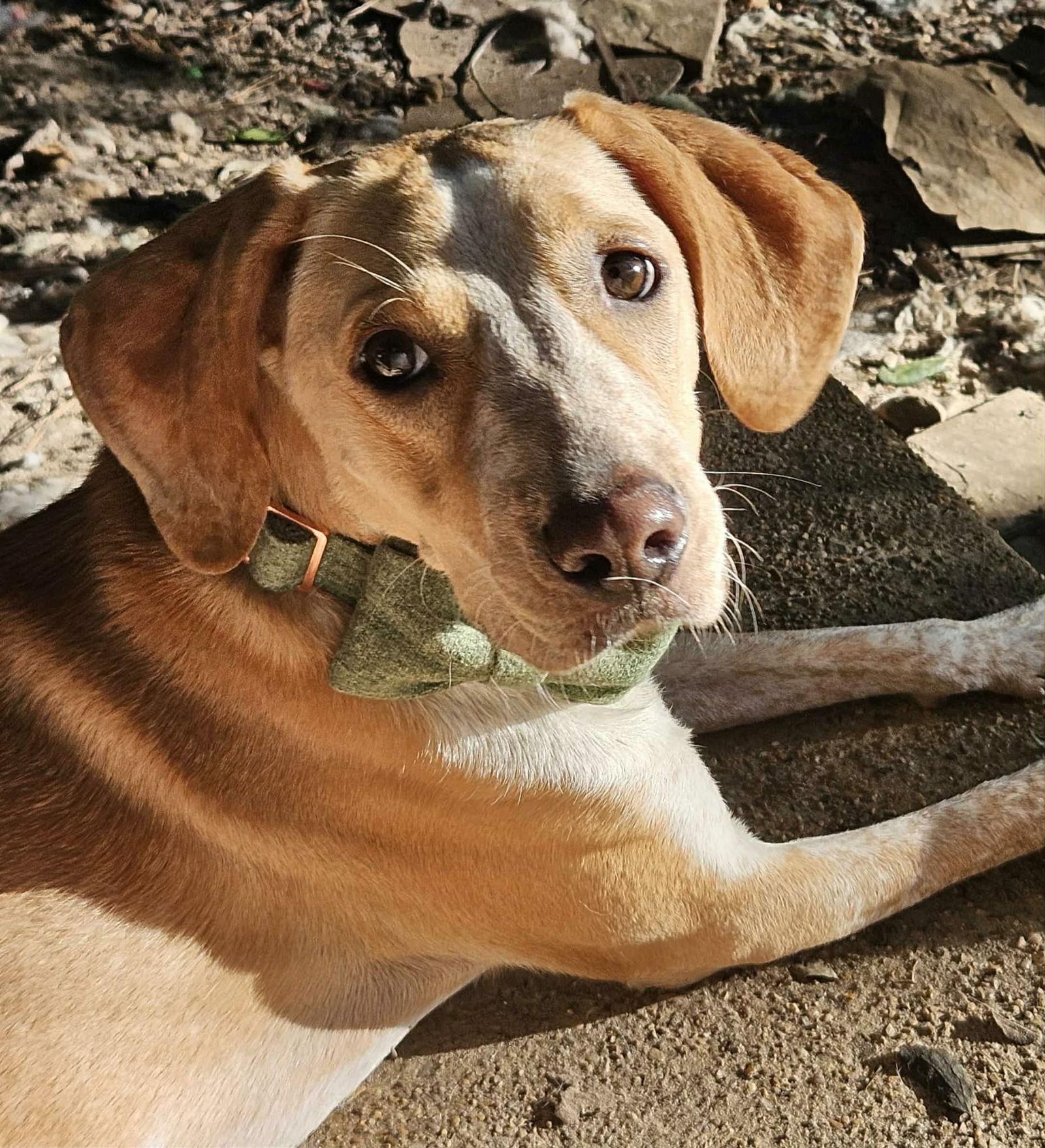 George Porgie, Adoptable, Adult Male Hound.