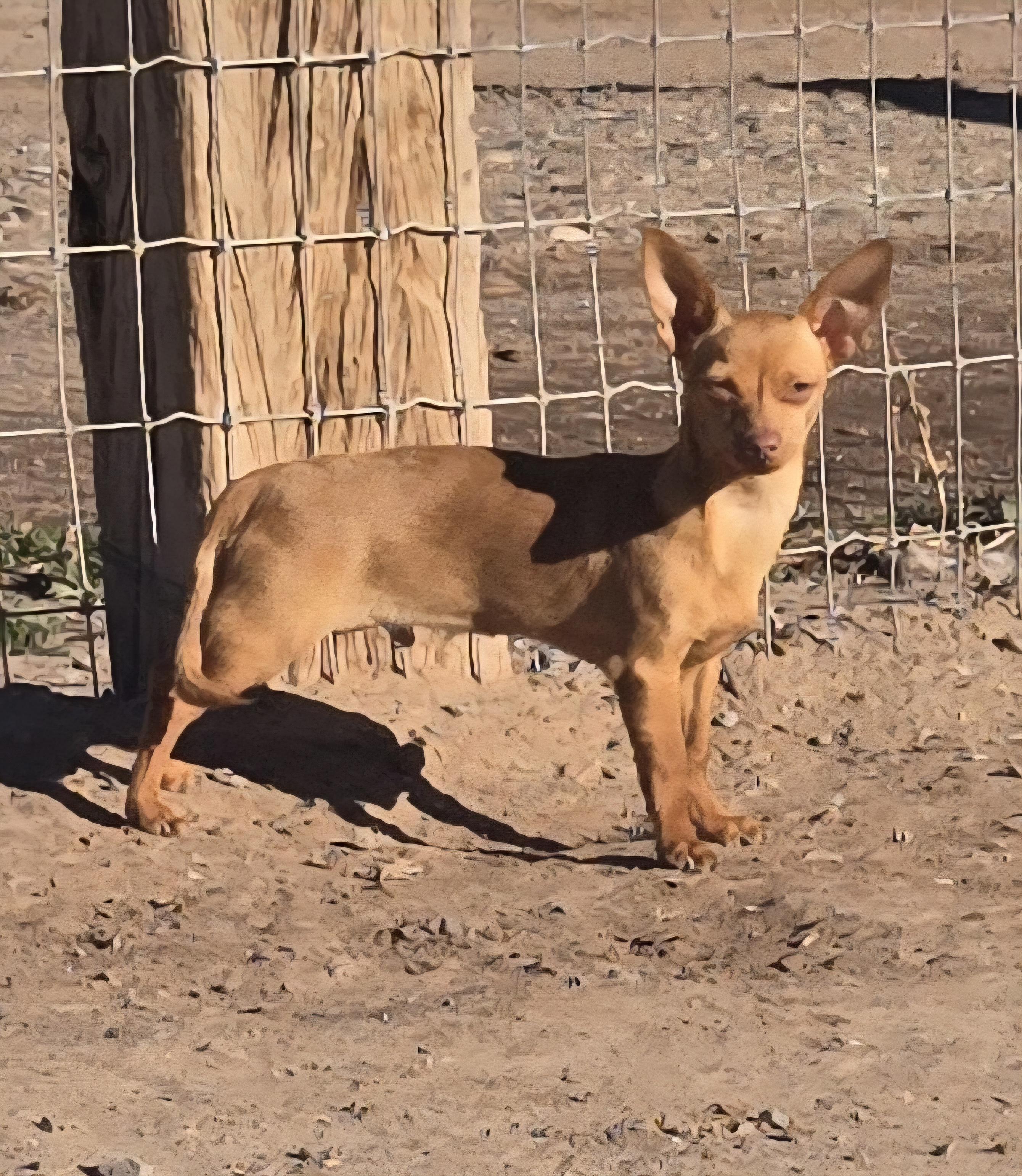 **TOFFEE, a ADOPTABLE mixed breed in Peralta, NM image 1/4