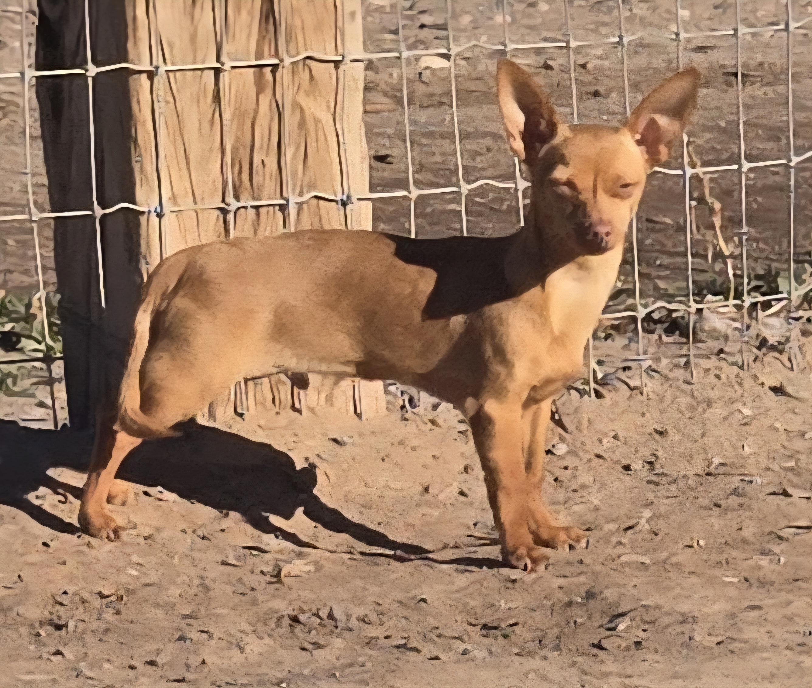 **TOFFEE, a ADOPTABLE mixed breed in Peralta, NM image 2/4