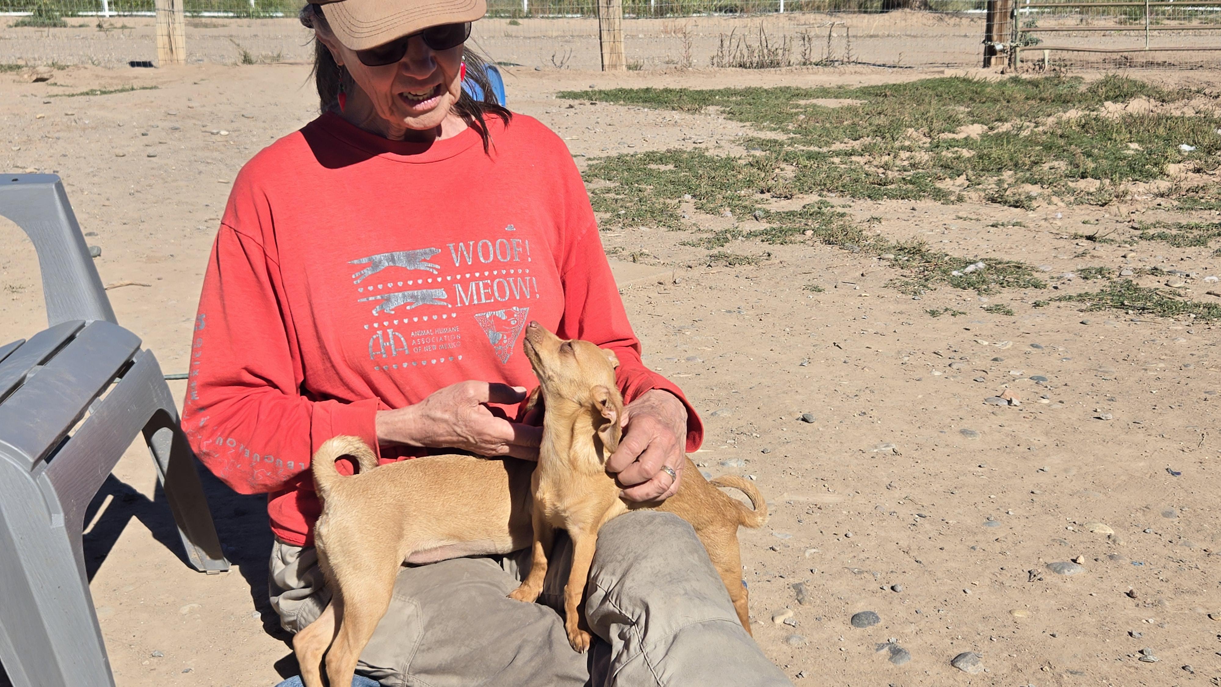 **TOFFEE, a ADOPTABLE mixed breed in Peralta, NM image 3/4