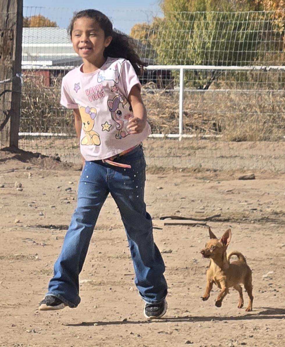 **TOFFEE, a ADOPTABLE mixed breed in Peralta, NM image 4/4