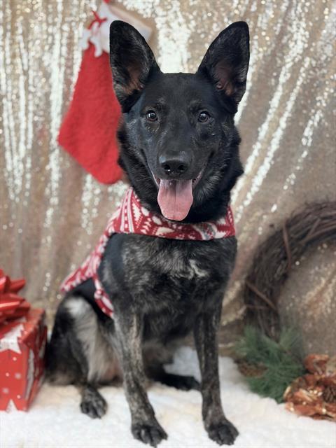 WYATT, Adoptable, Young Male German Shepherd Dog.