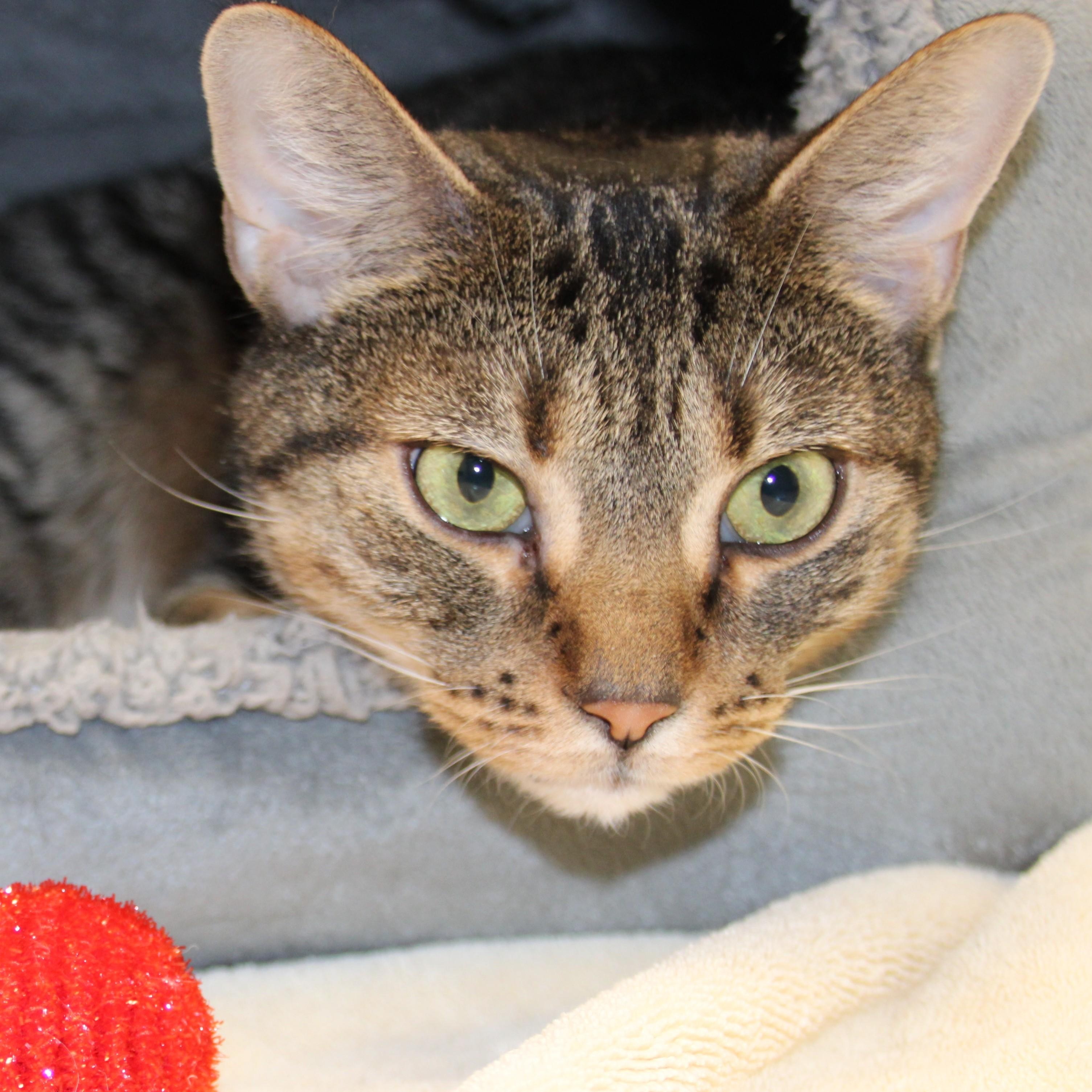 Enlarge Scout, a ADOPTABLE Domestic Short Hair in Medfield, MA image 2/3