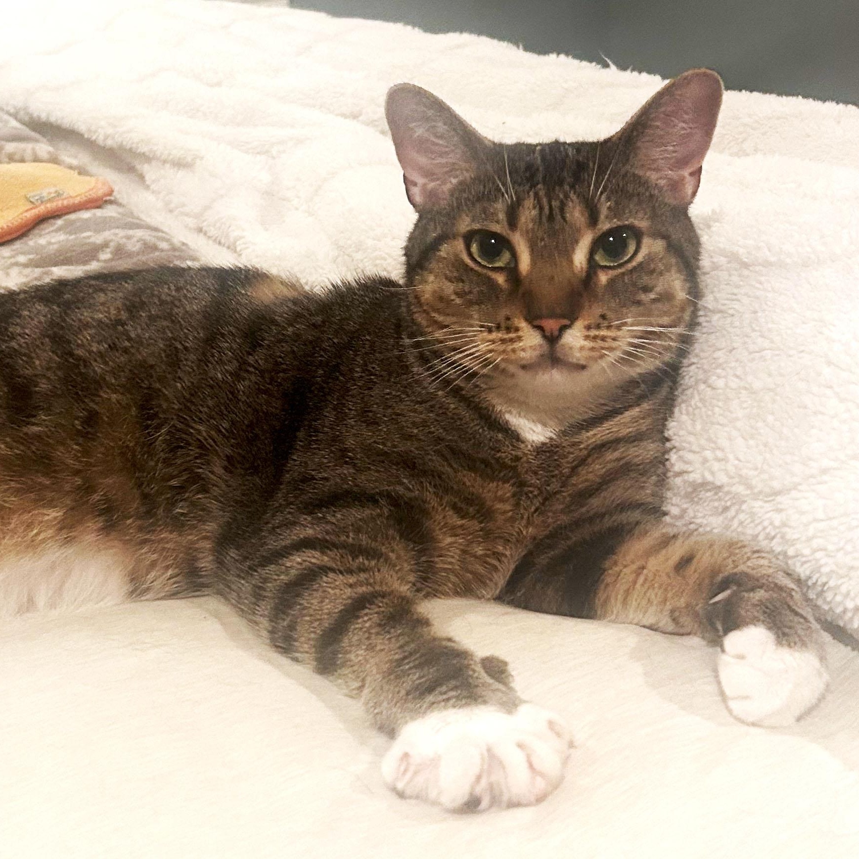 Enlarge Scout/Adoption Pending, a ADOPTABLE Domestic Short Hair in Medfield, MA image 1/5