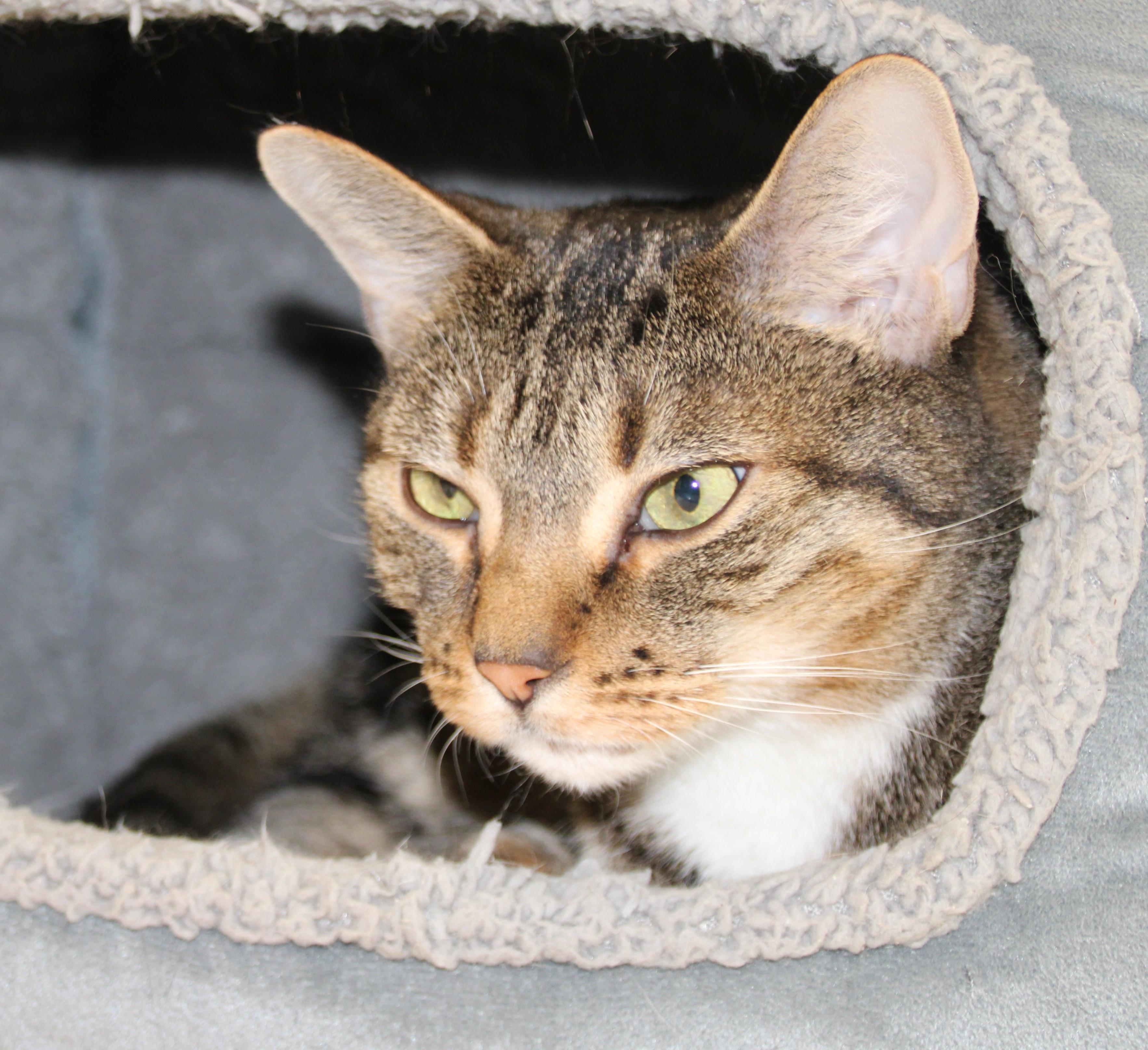 Enlarge Scout, a ADOPTABLE Domestic Short Hair in Medfield, MA image 3/3