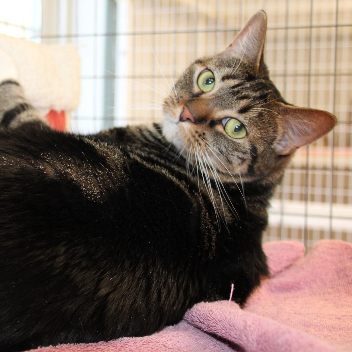 Enlarge Scout/Adoption Pending, a ADOPTABLE Domestic Short Hair in Medfield, MA image 5/5