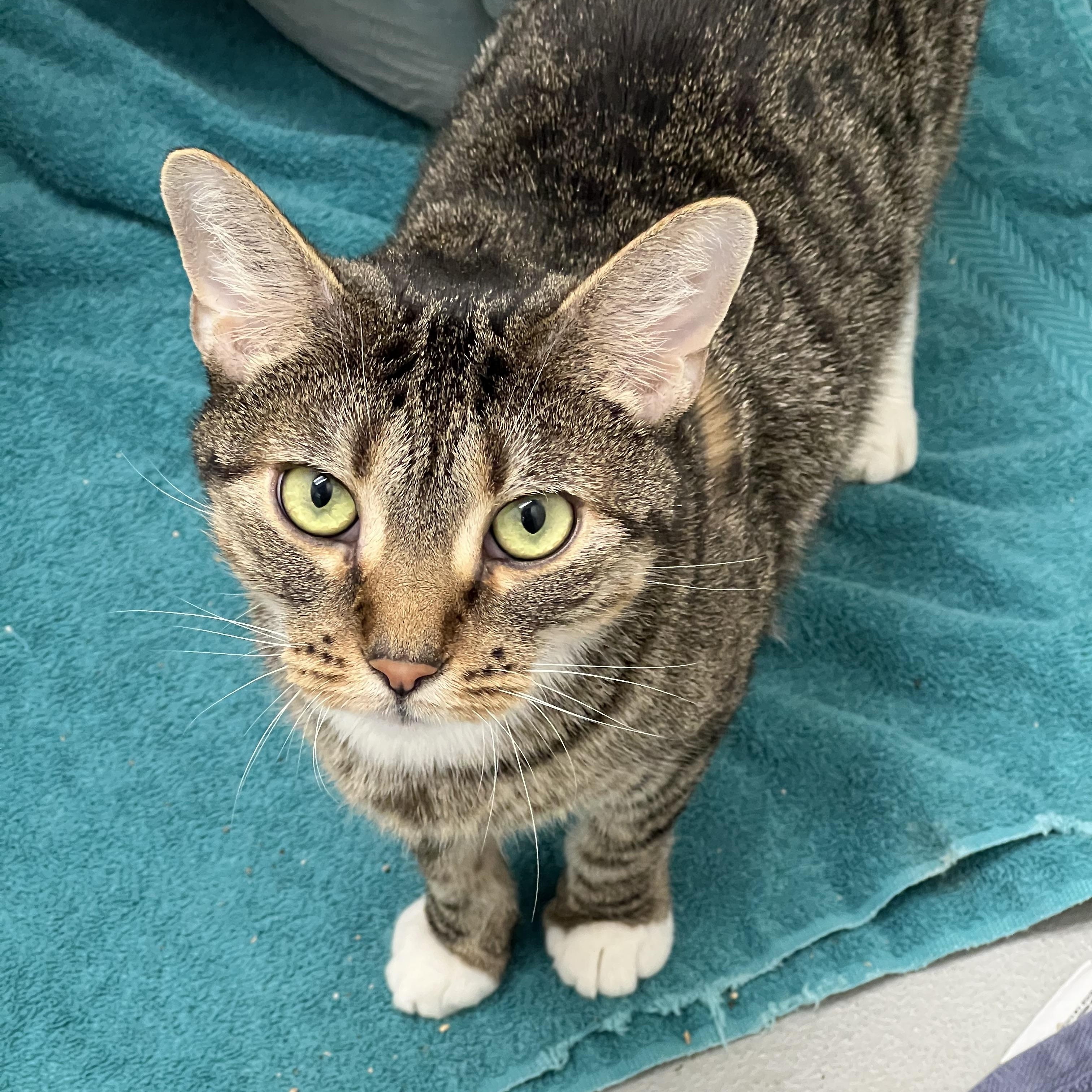 Scout, ADOPTABLE, Adult Female Domestic Short Hair.