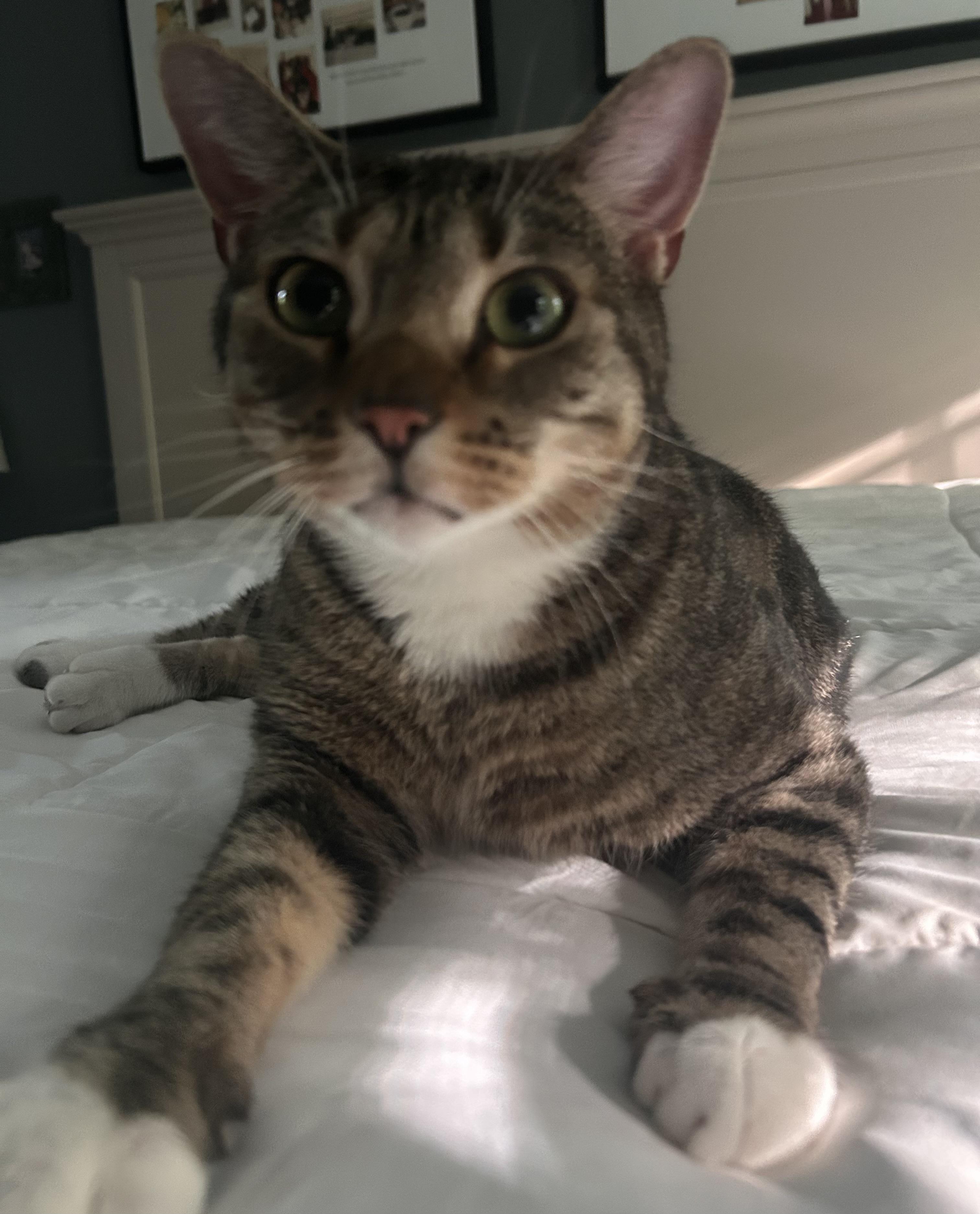 Enlarge Scout/Adoption Pending, a ADOPTABLE Domestic Short Hair in Medfield, MA image 3/5