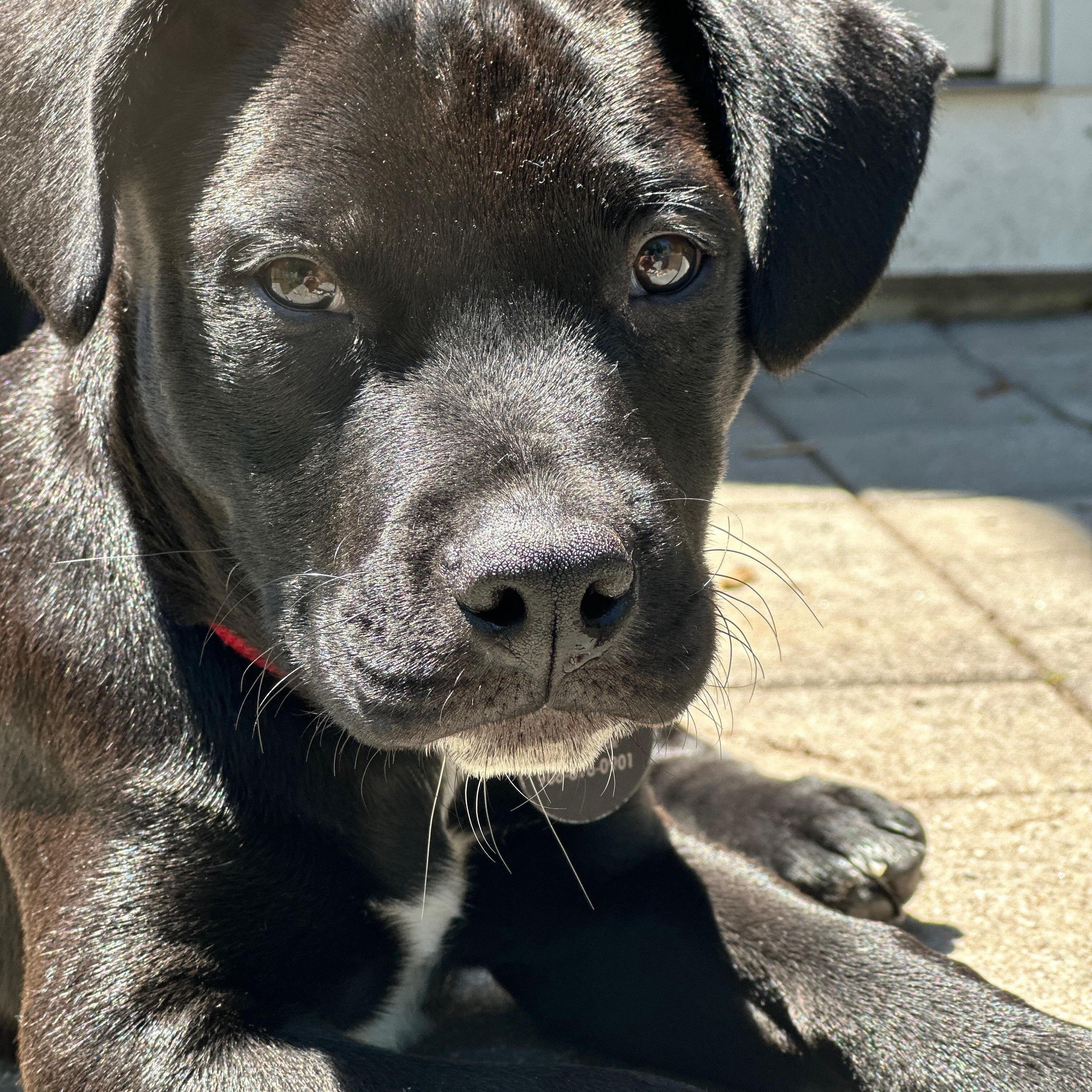 Duncan, a ADOPTABLE mixed breed in South Plainfield, NJ image 3/6