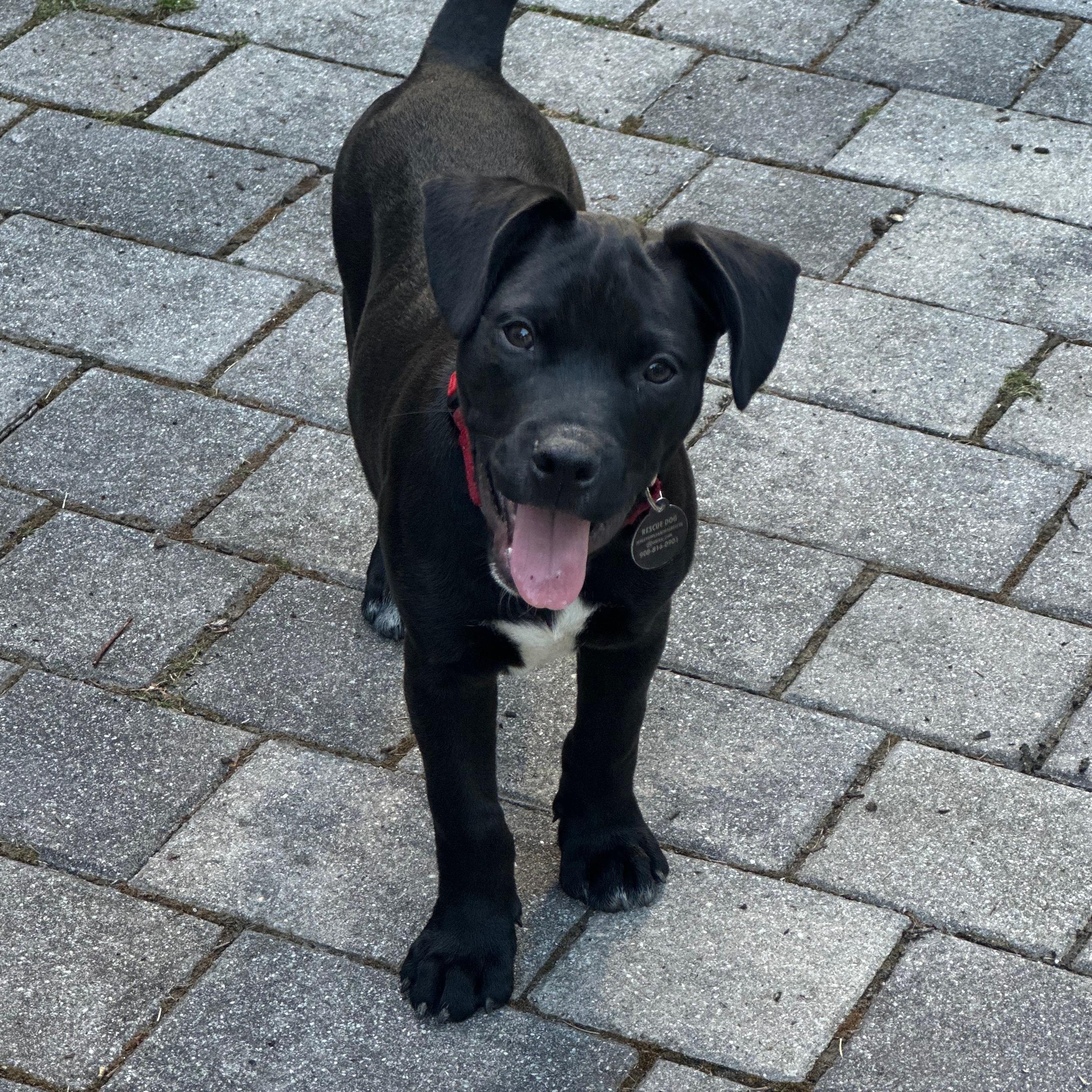 Duncan, a ADOPTABLE mixed breed in South Plainfield, NJ image 4/6