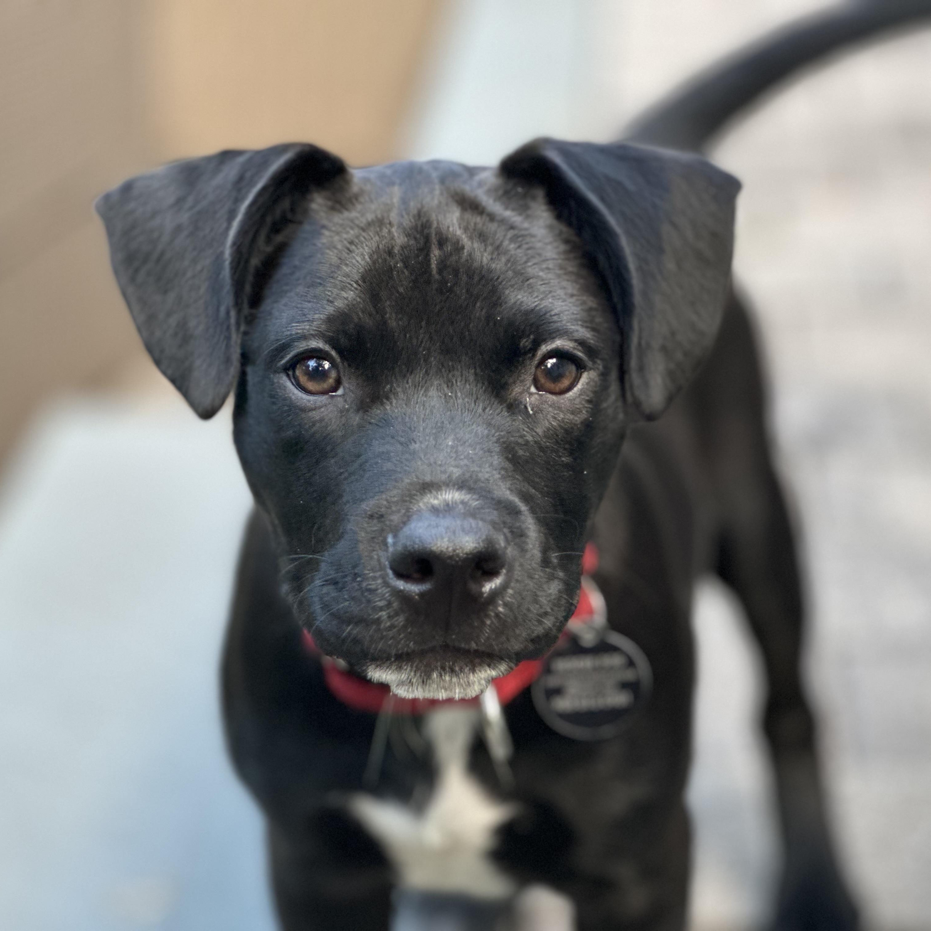 Duncan, a ADOPTABLE mixed breed in South Plainfield, NJ image 1/6